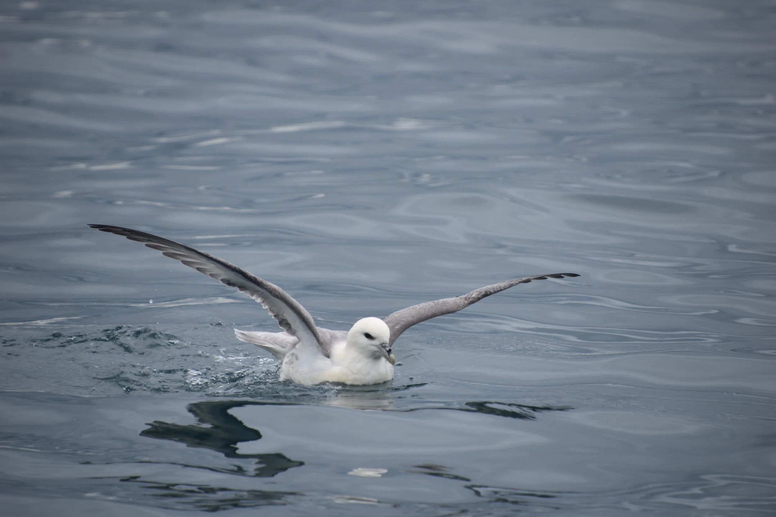 DSC_0123.JPG
