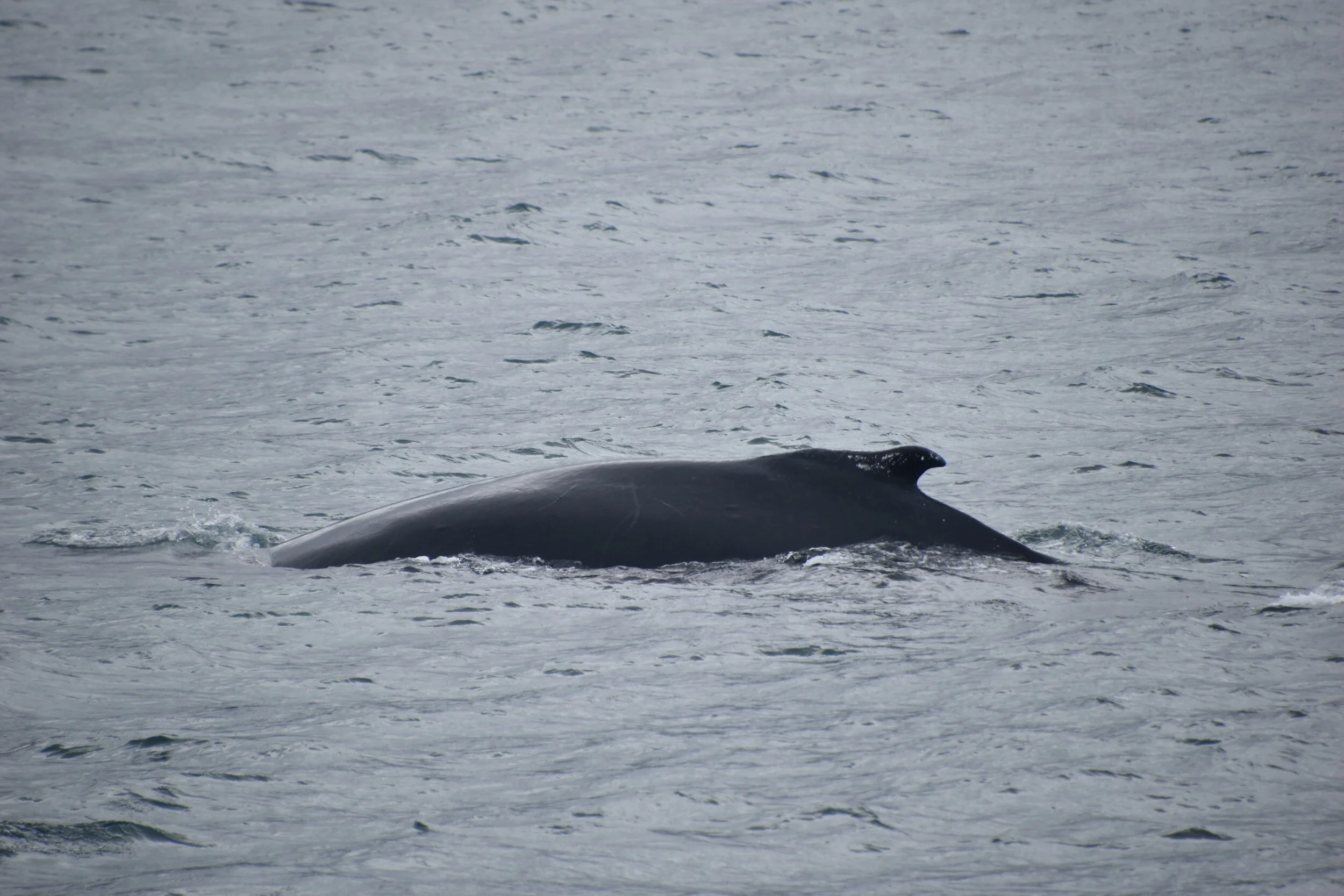 DSC_0168.JPG