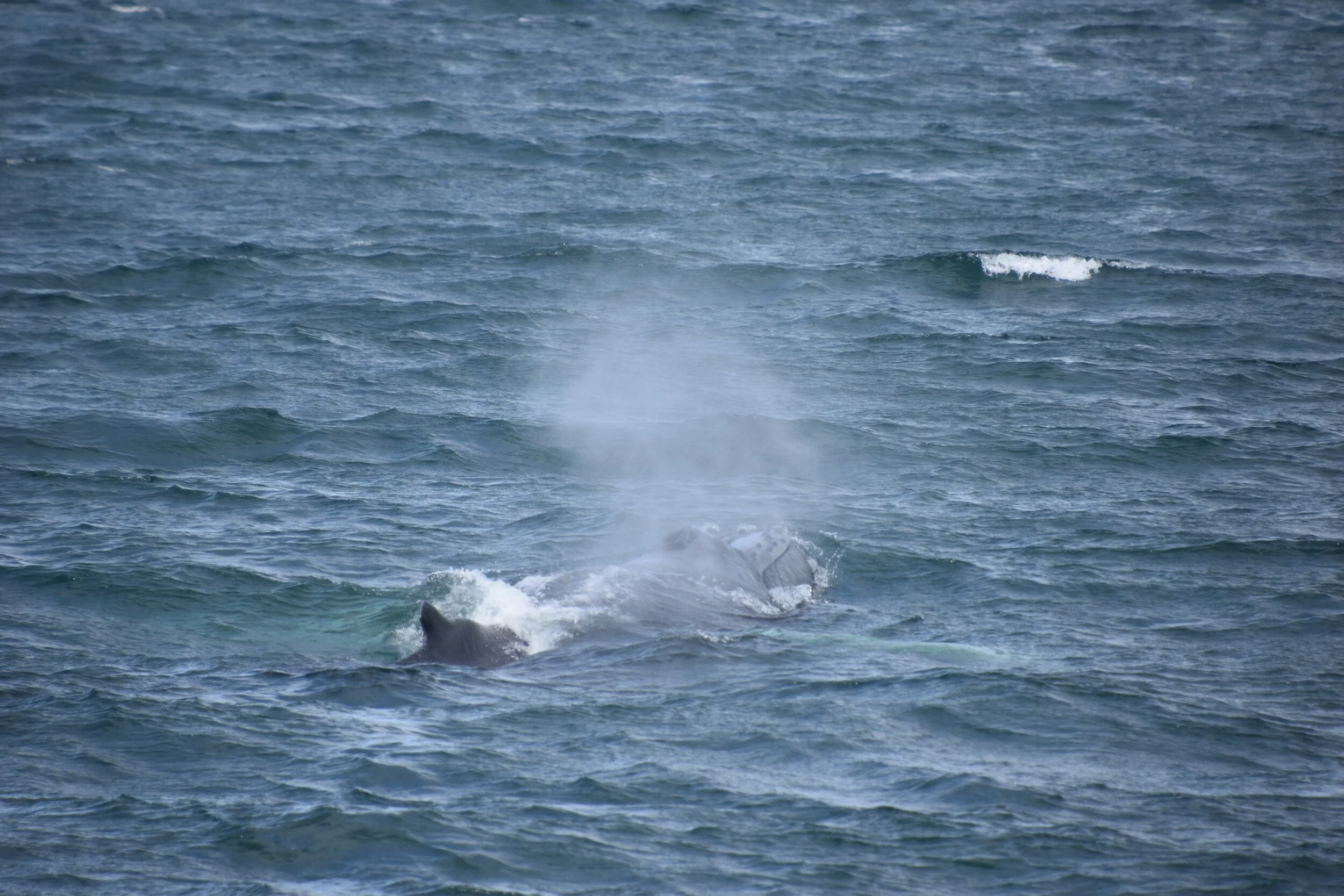 DSC_0093.JPG