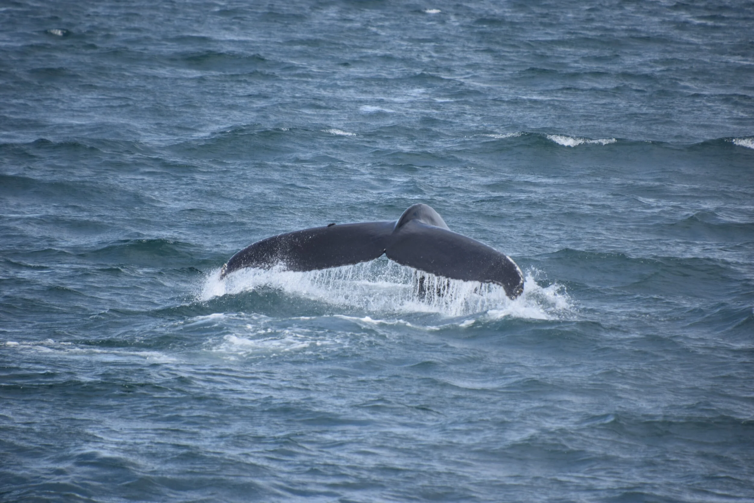 DSC_0104.JPG