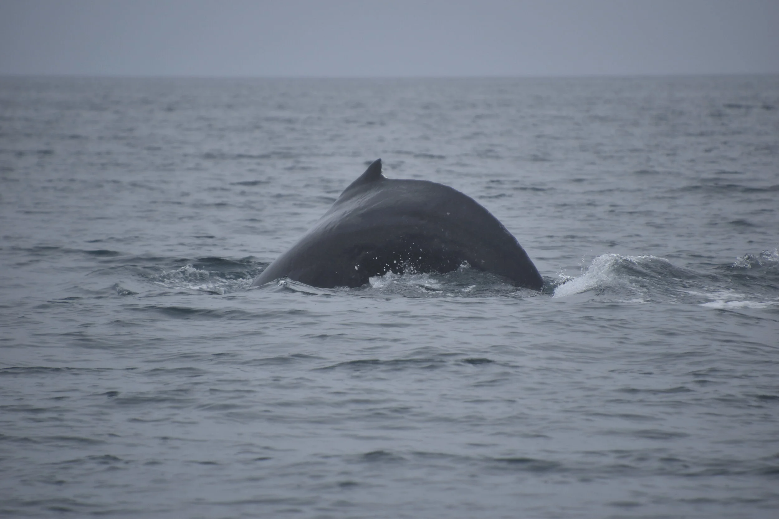 DSC_0053.JPG