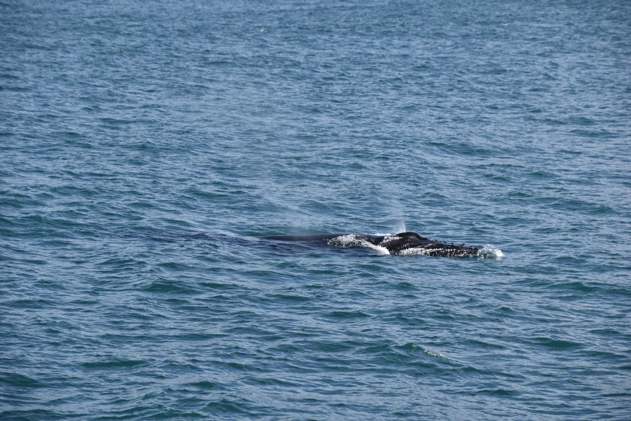 DSC_0118.JPG