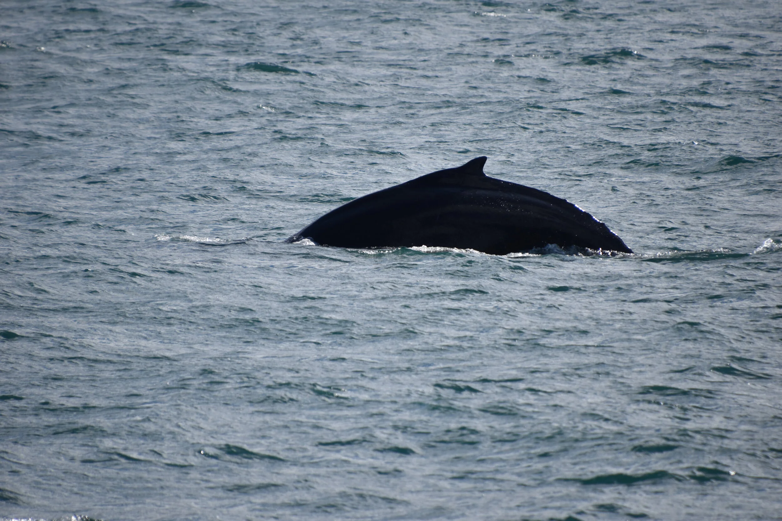 DSC_0106.JPG