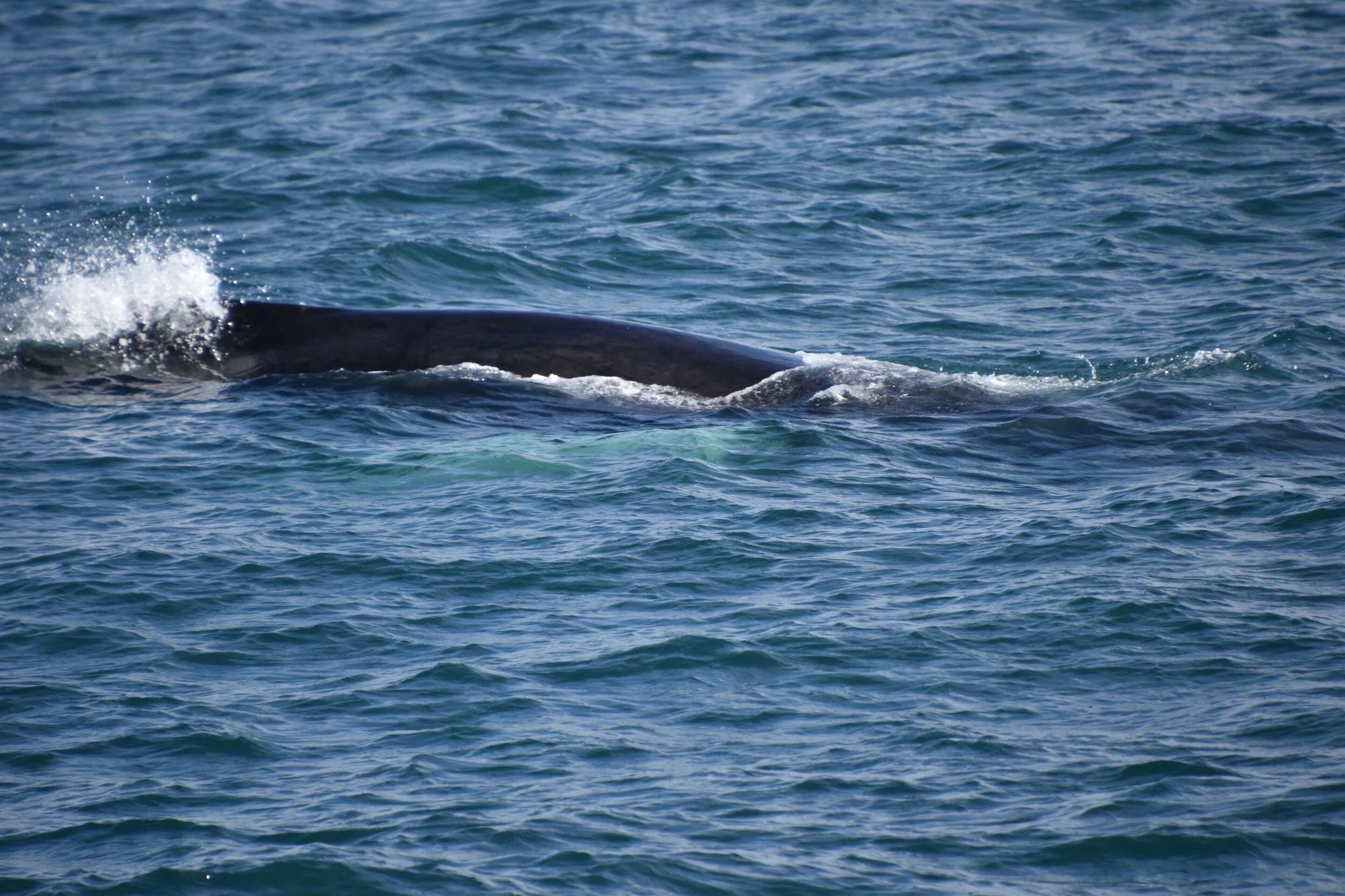 DSC_0116.JPG