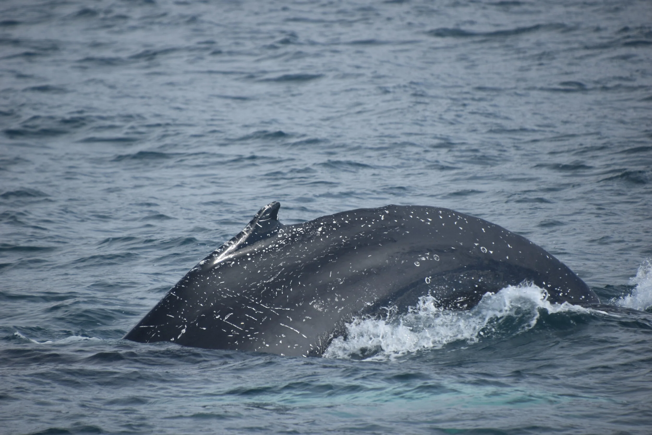 DSC_0040.JPG