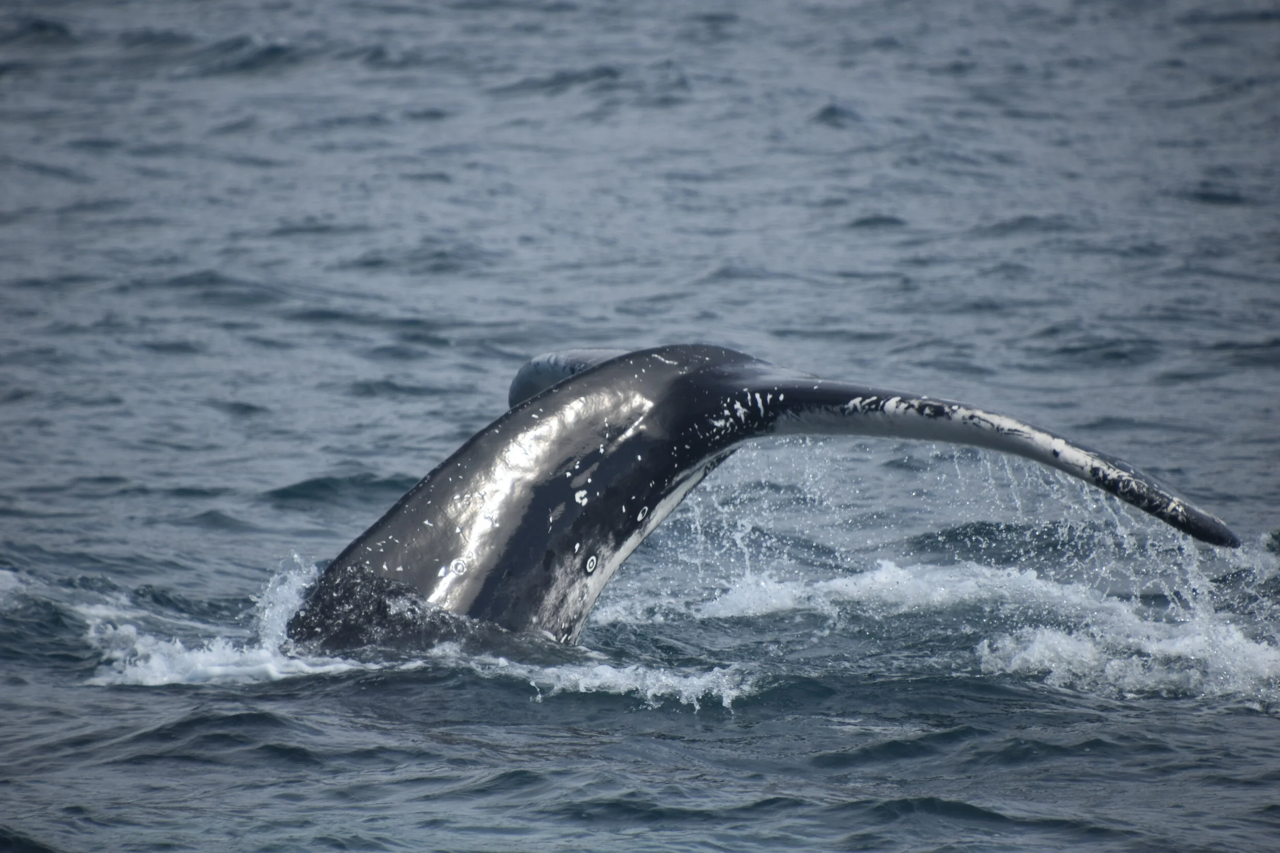 DSC_0041.JPG