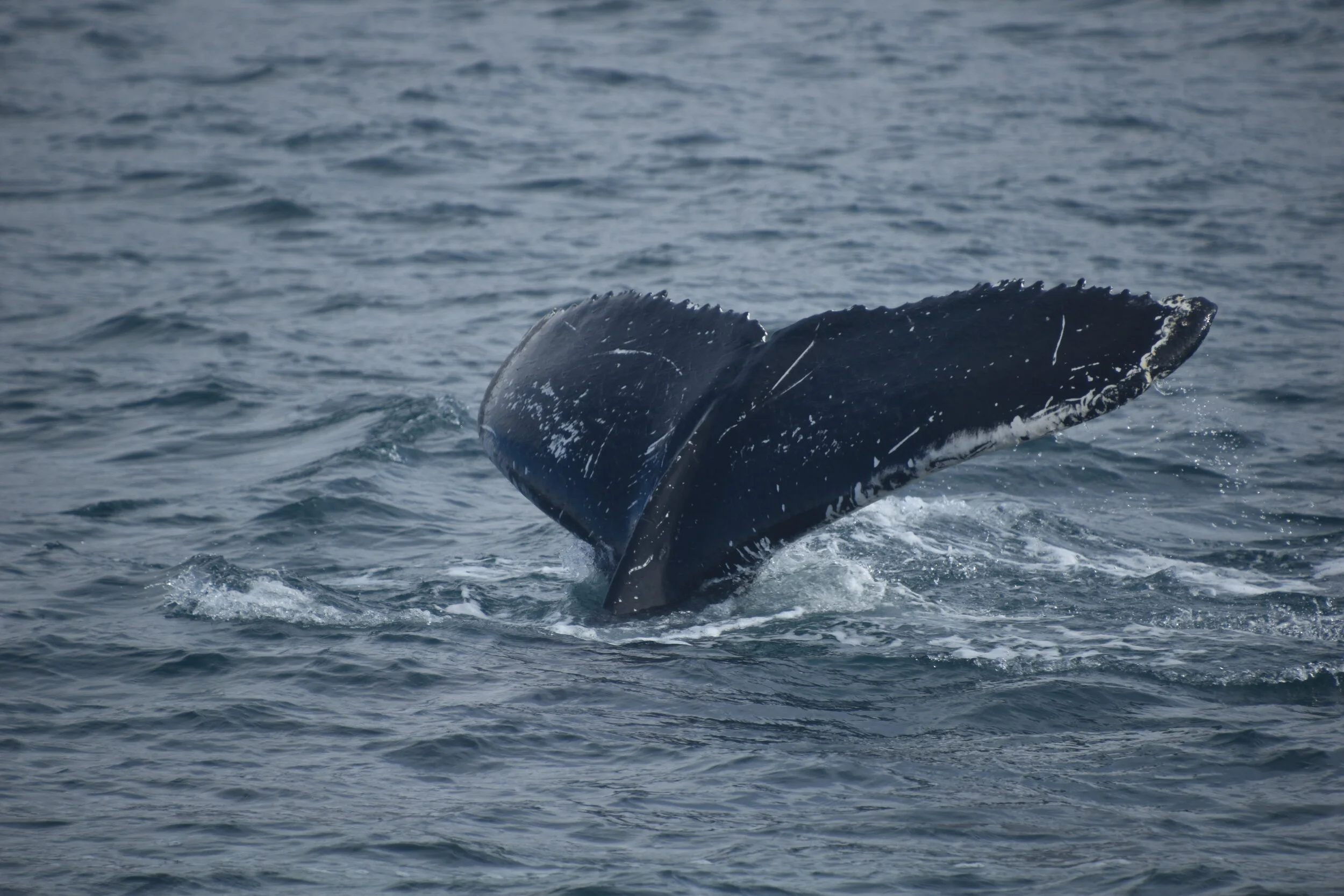 DSC_0043.JPG