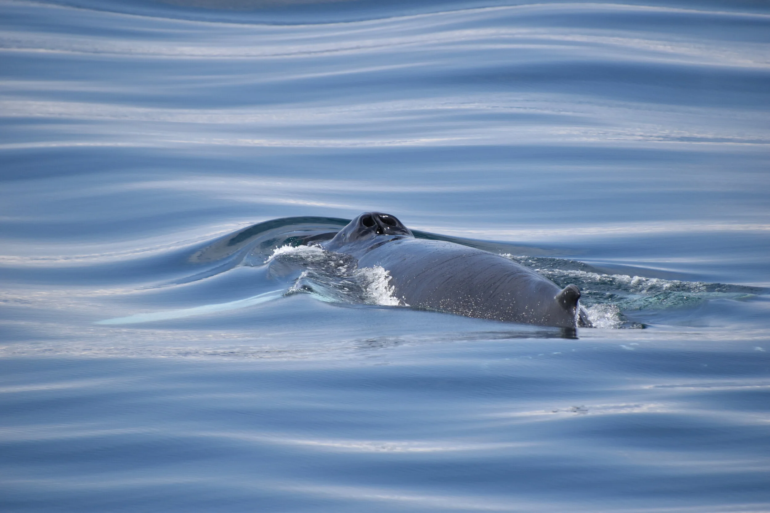 DSC_0107.JPG