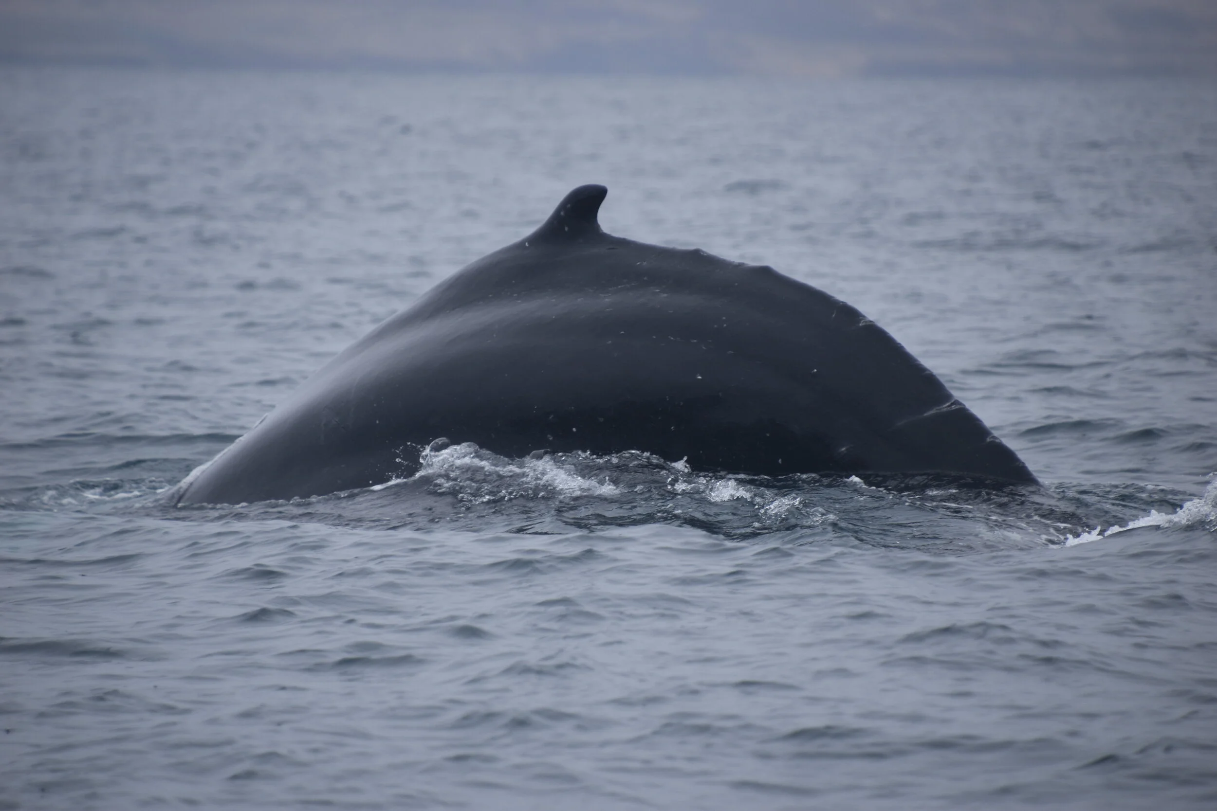 DSC_0020.JPG