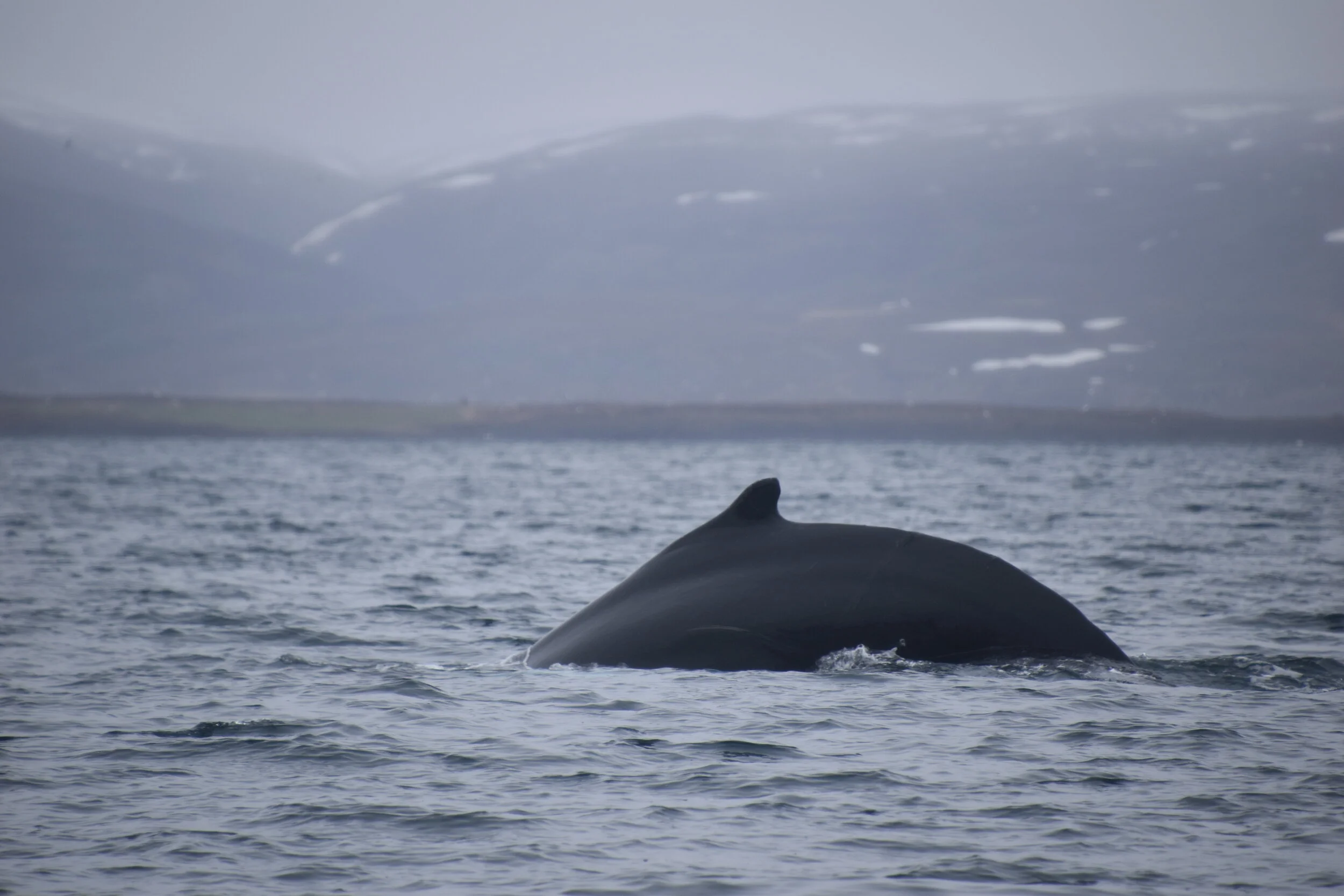 DSC_0043.JPG