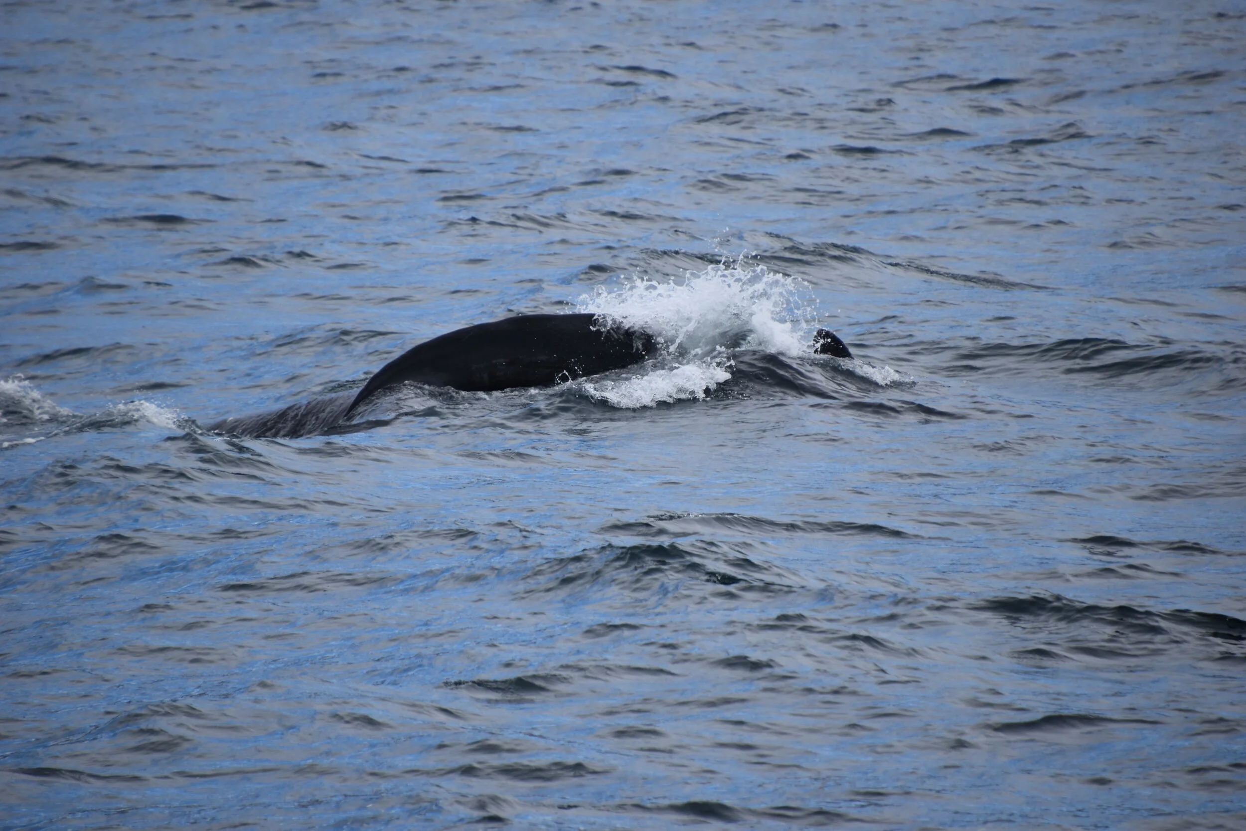 DSC_0554.JPG