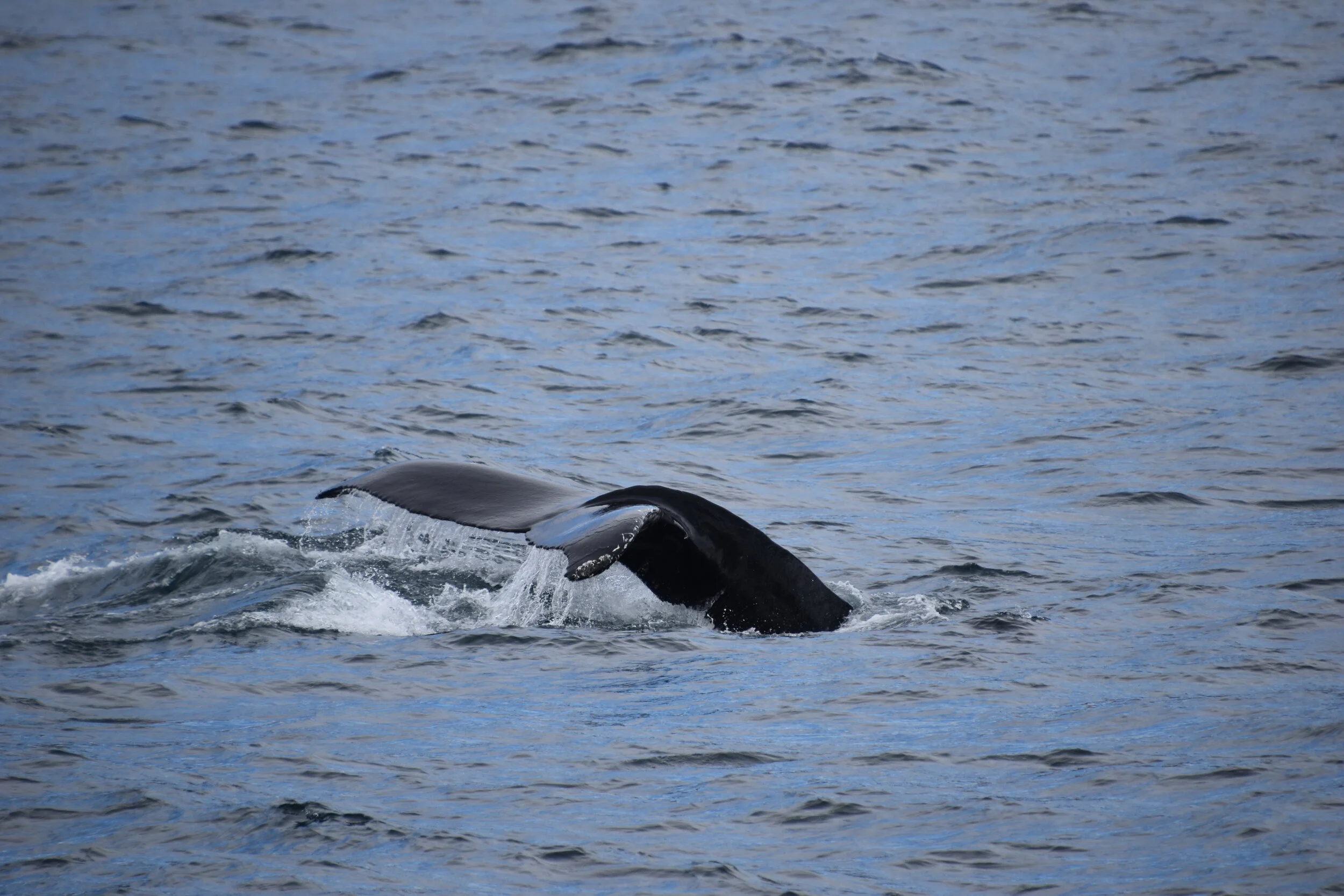 DSC_0557.JPG