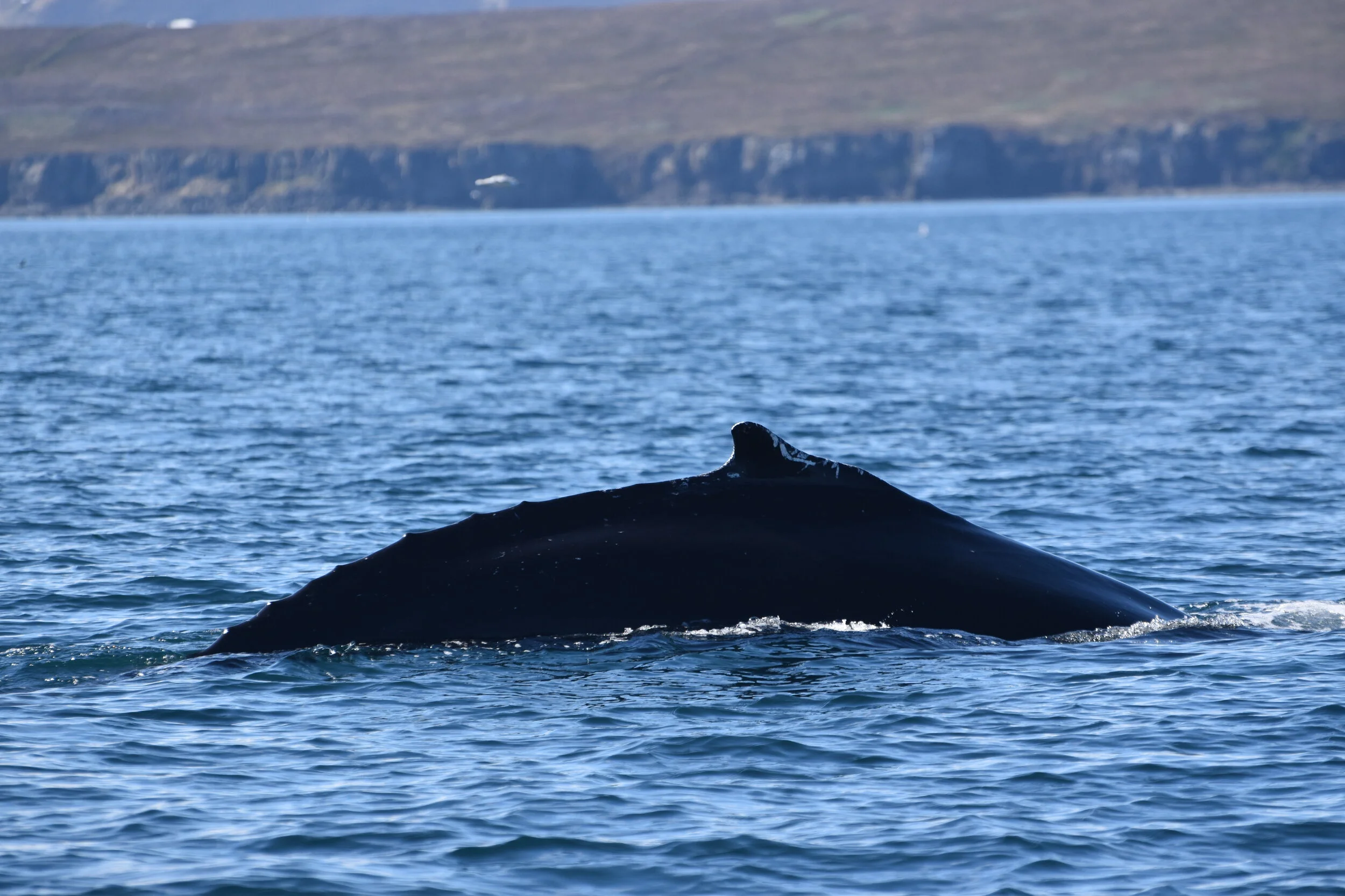 DSC_0042.JPG