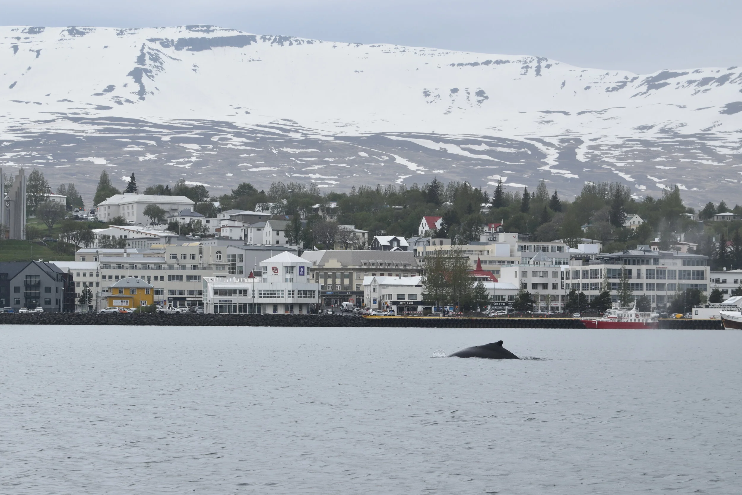DSC_0228.JPG