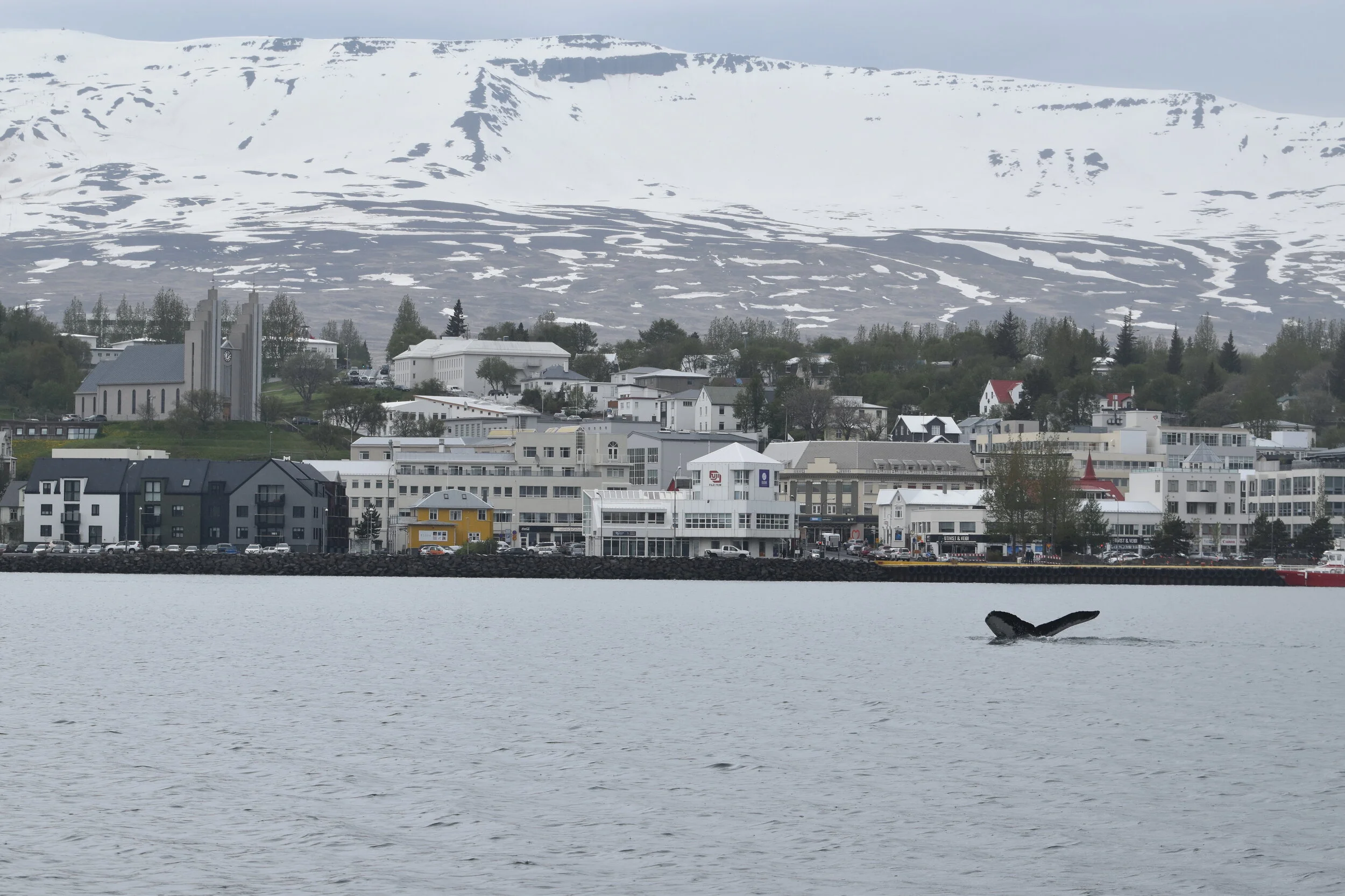 DSC_0236.JPG