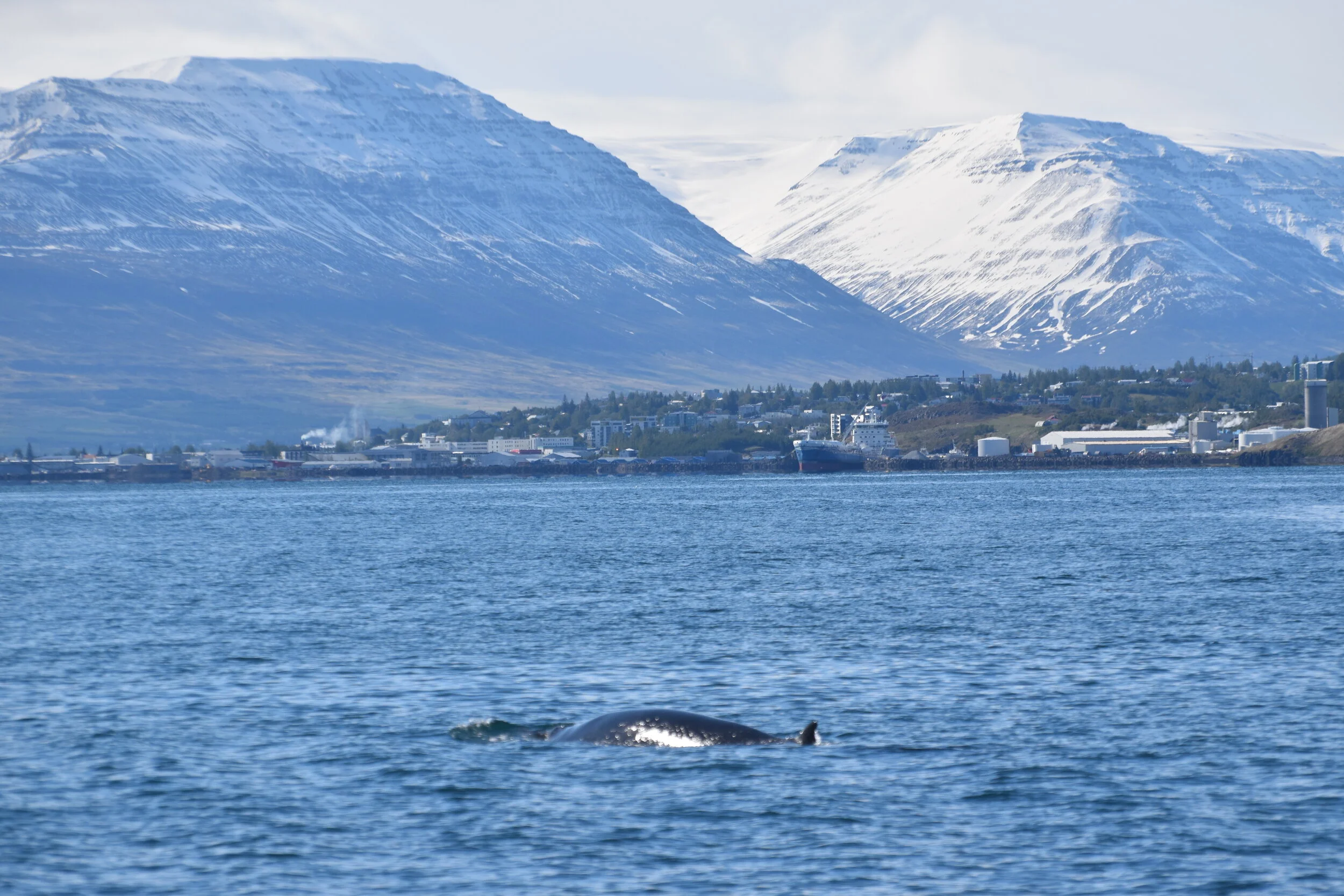 DSC_0012.JPG