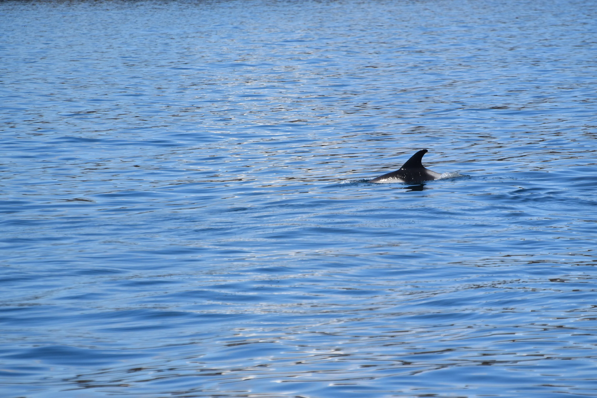 DSC_0166.JPG