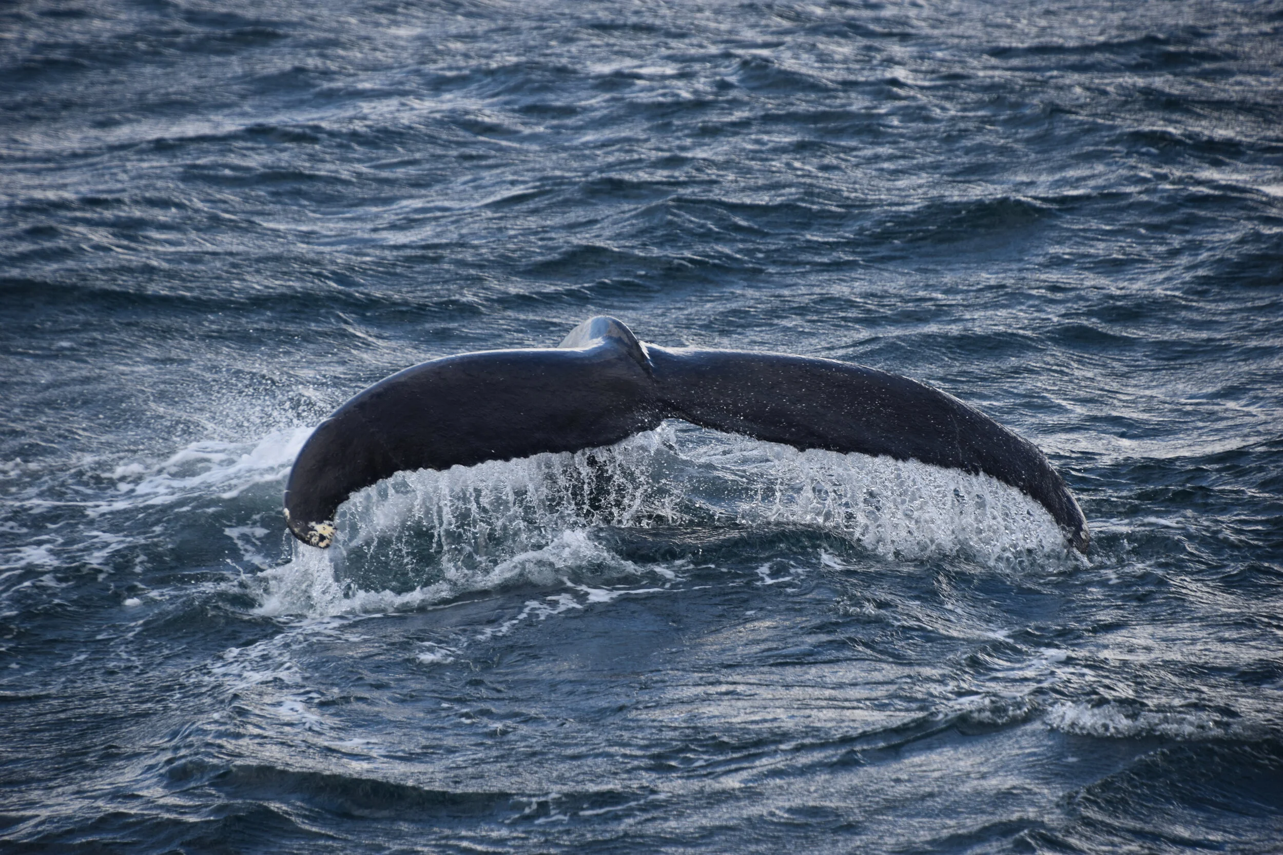 DSC_0183.JPG