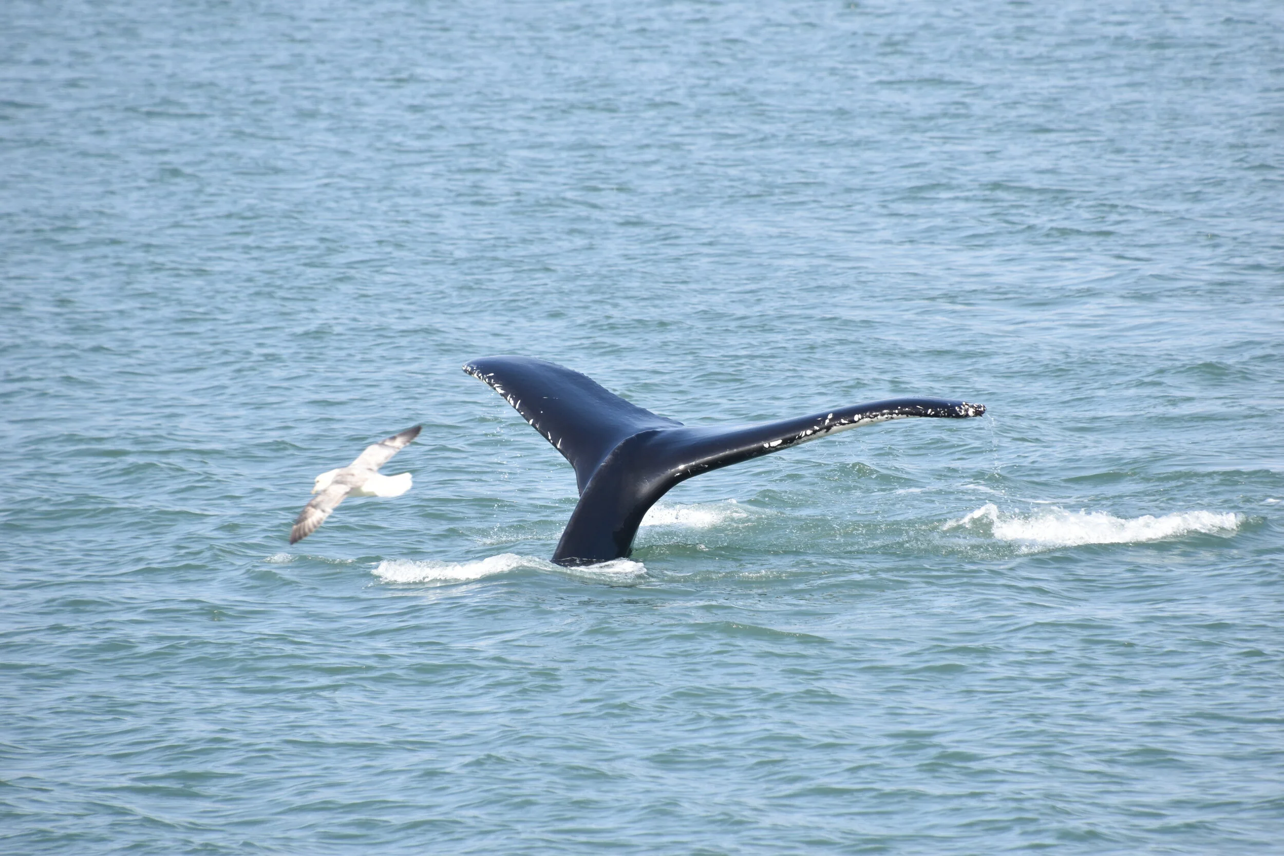 DSC_0070.JPG