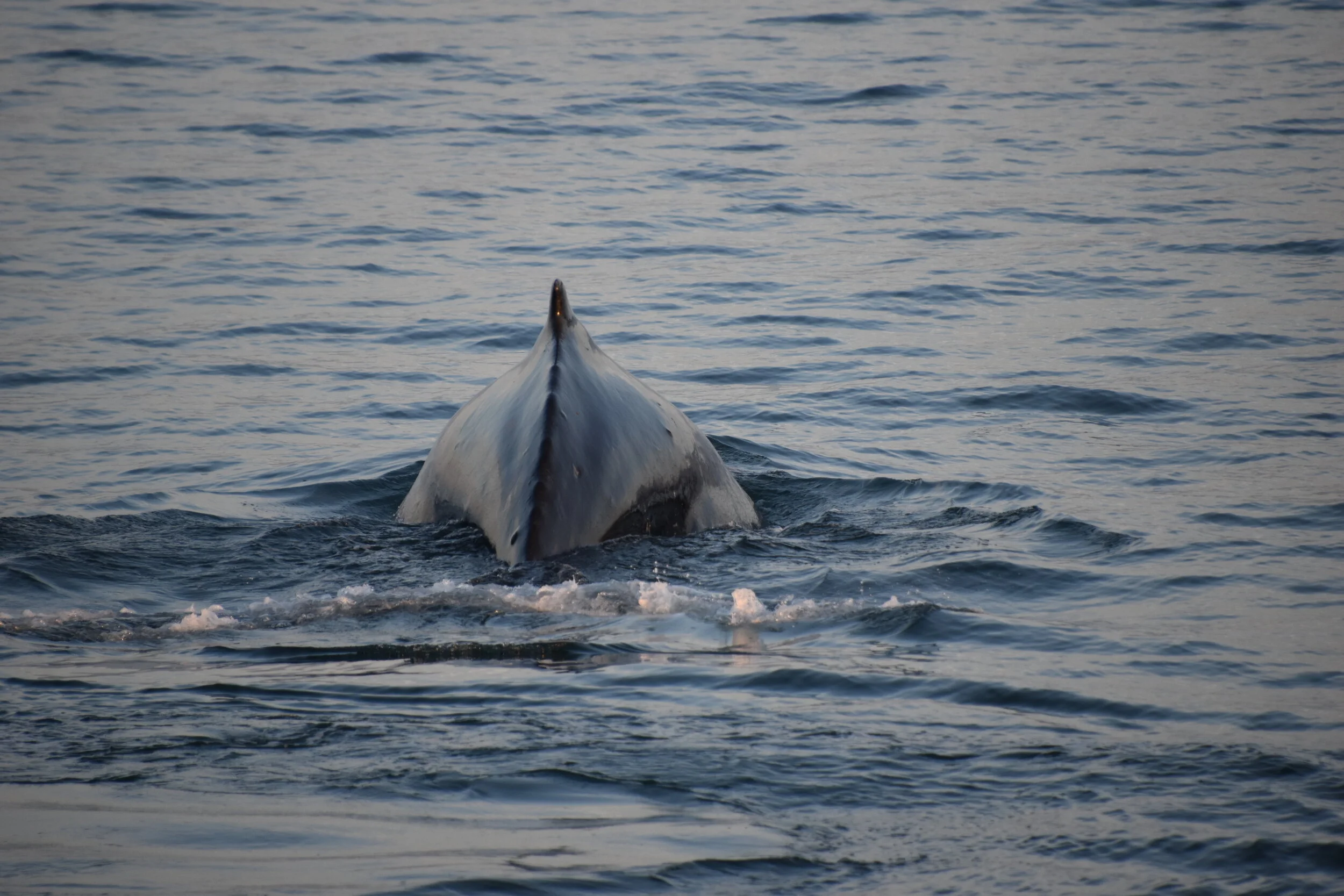 DSC_0105.JPG
