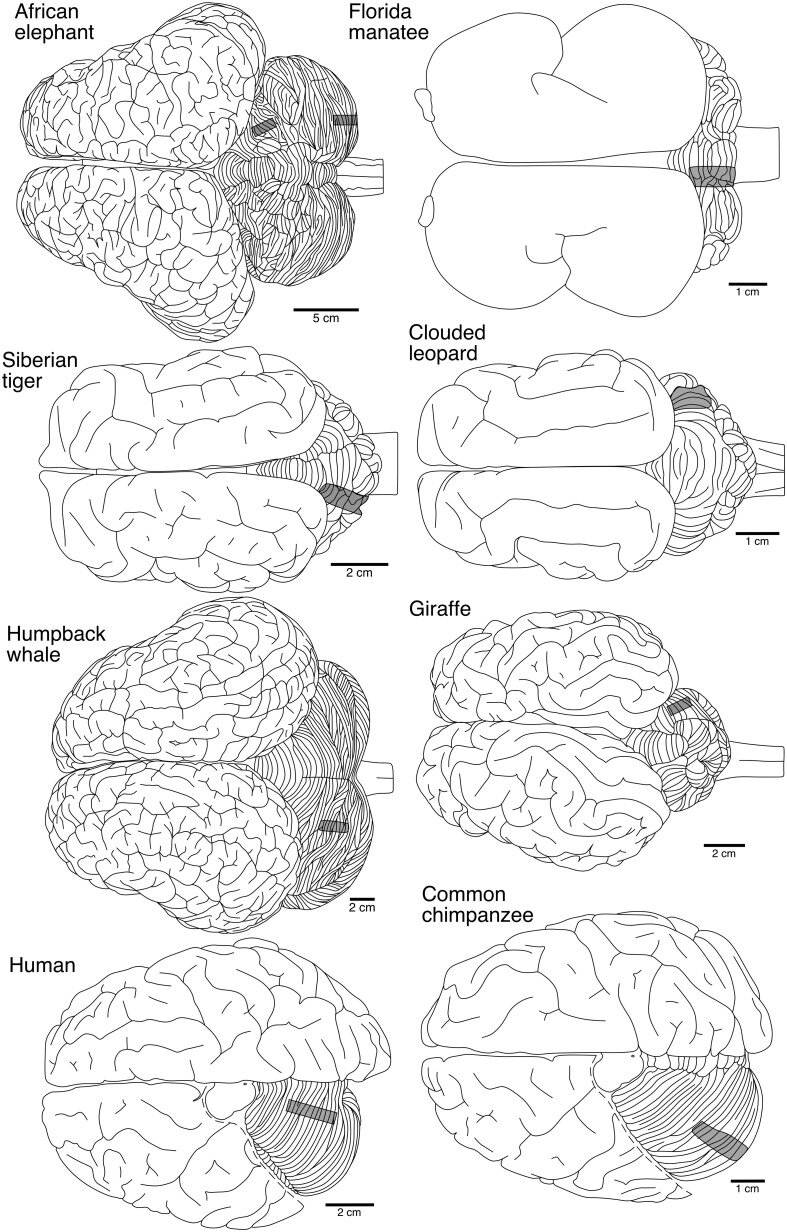 Dorsal-views-of-the-brains-from-the-eight-species-in-the-current-study-illustrating-the.png