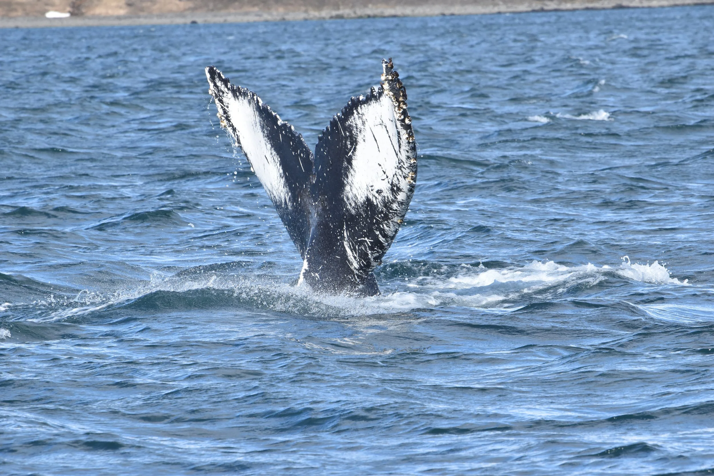 2022_05_06_1000_RIB_MADA (99).JPG