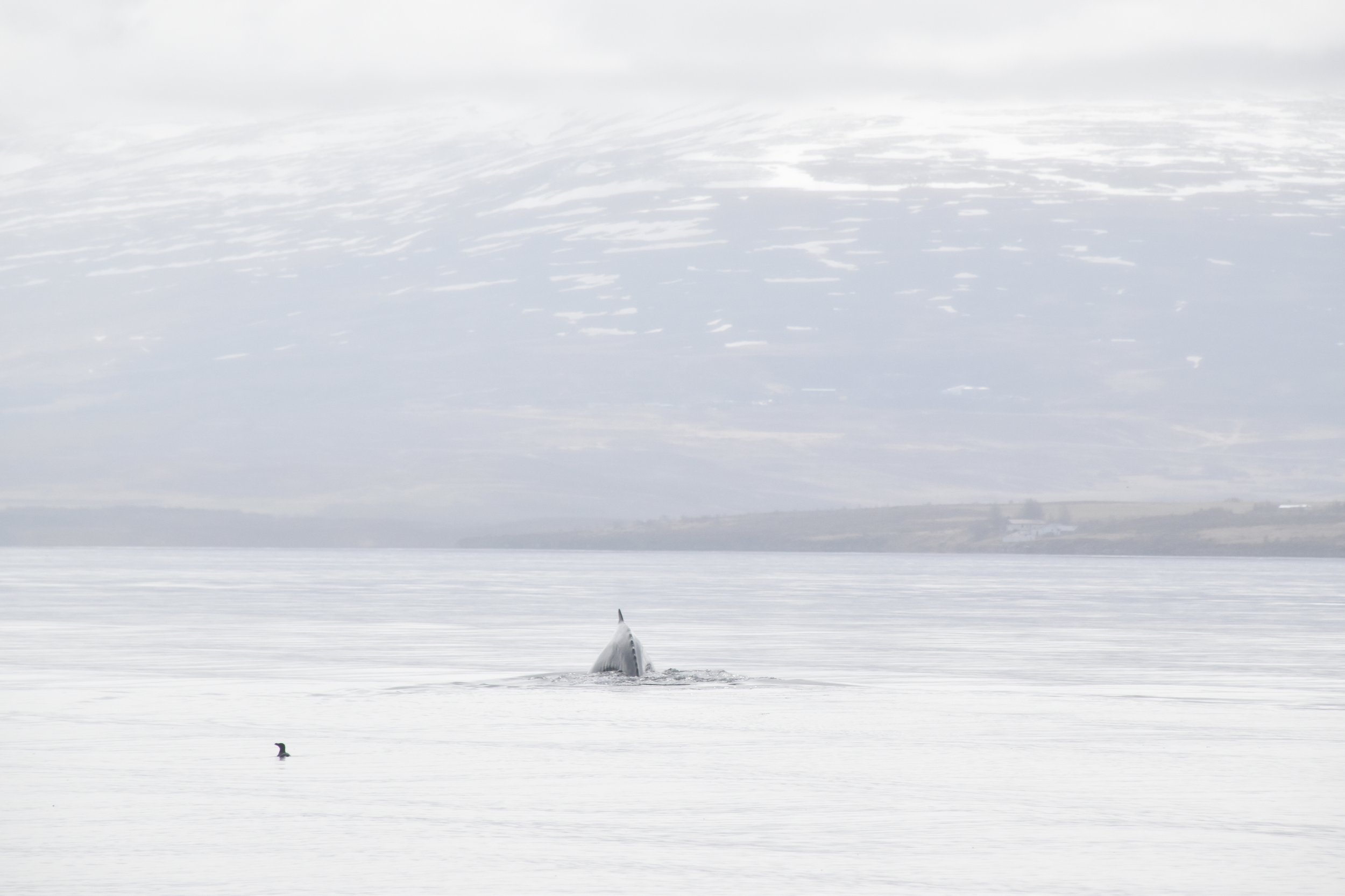 2022_05_08_1300_RIB_GISELA (2).JPG