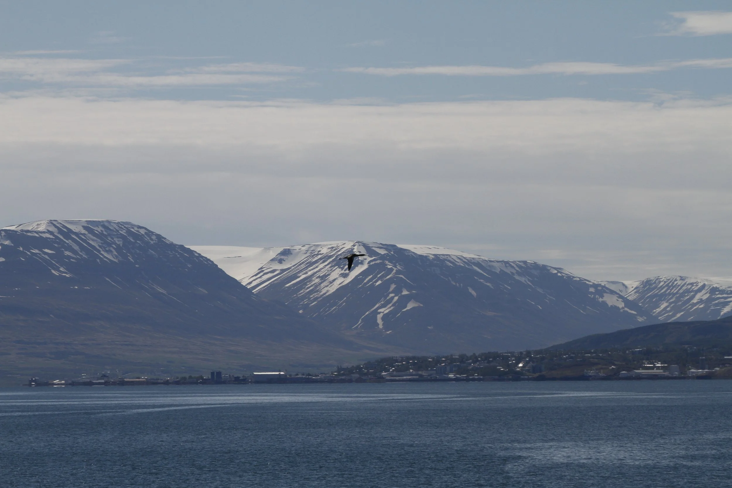 _MG_2521.JPG