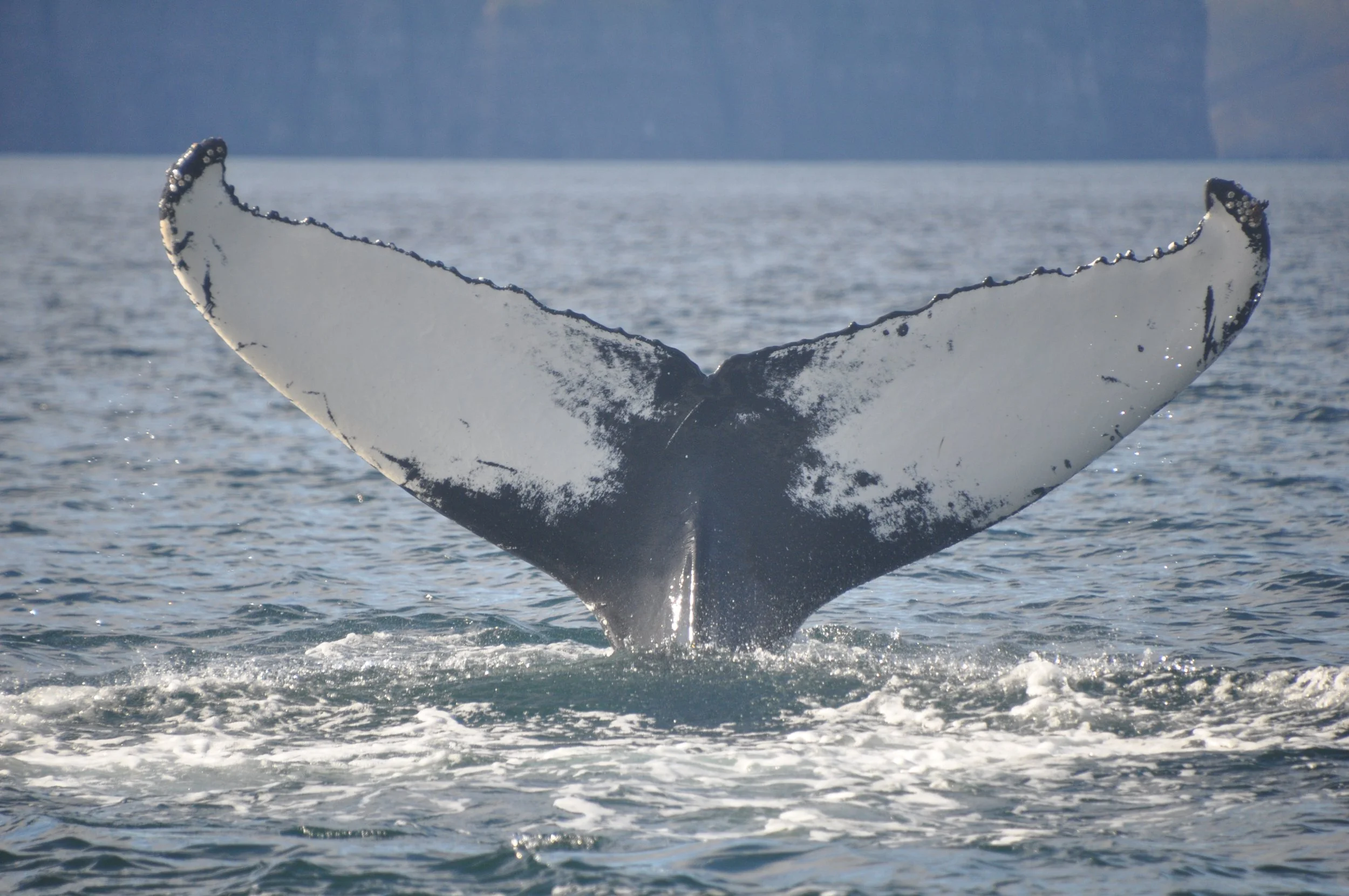 2022_09_12_1400_DIP_ANIA (148).JPG