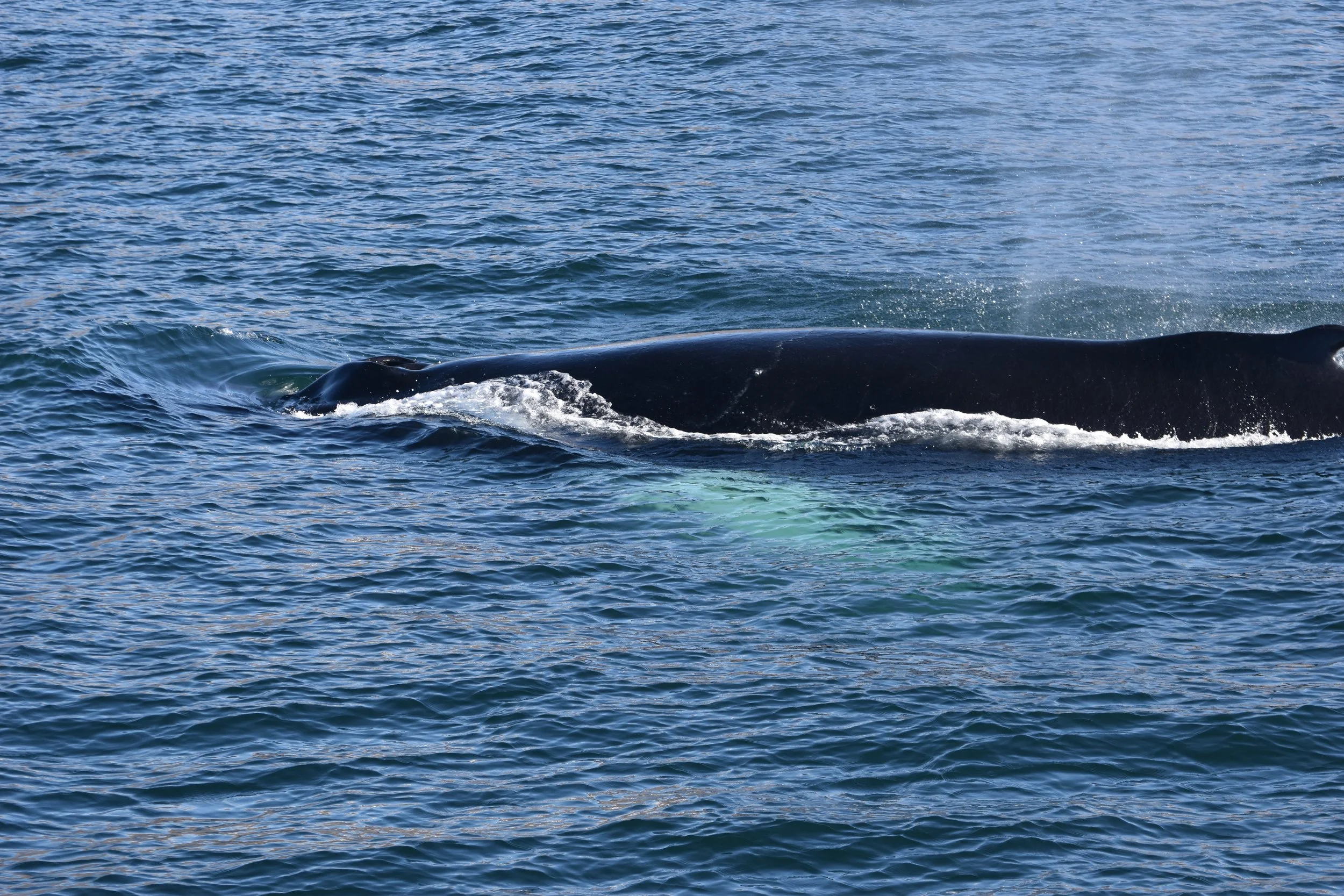 2022_09_12_1300_KON_ANOUK (65).JPG