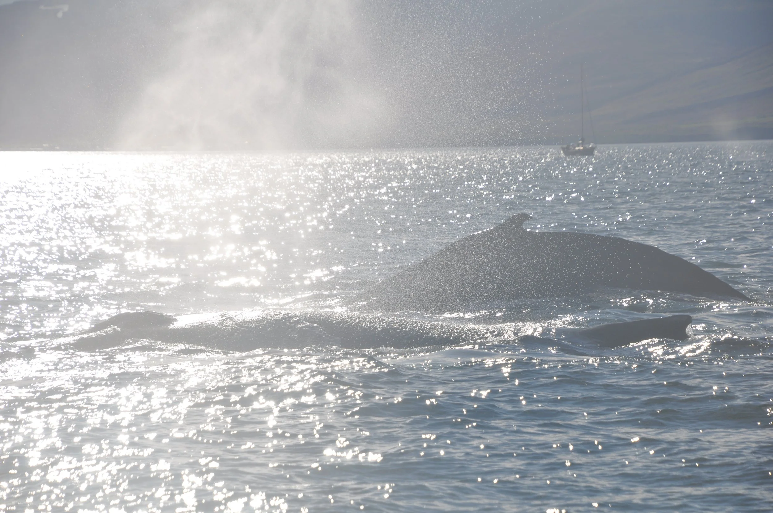 2022_09_12_1400_DIP_ANIA (239).JPG