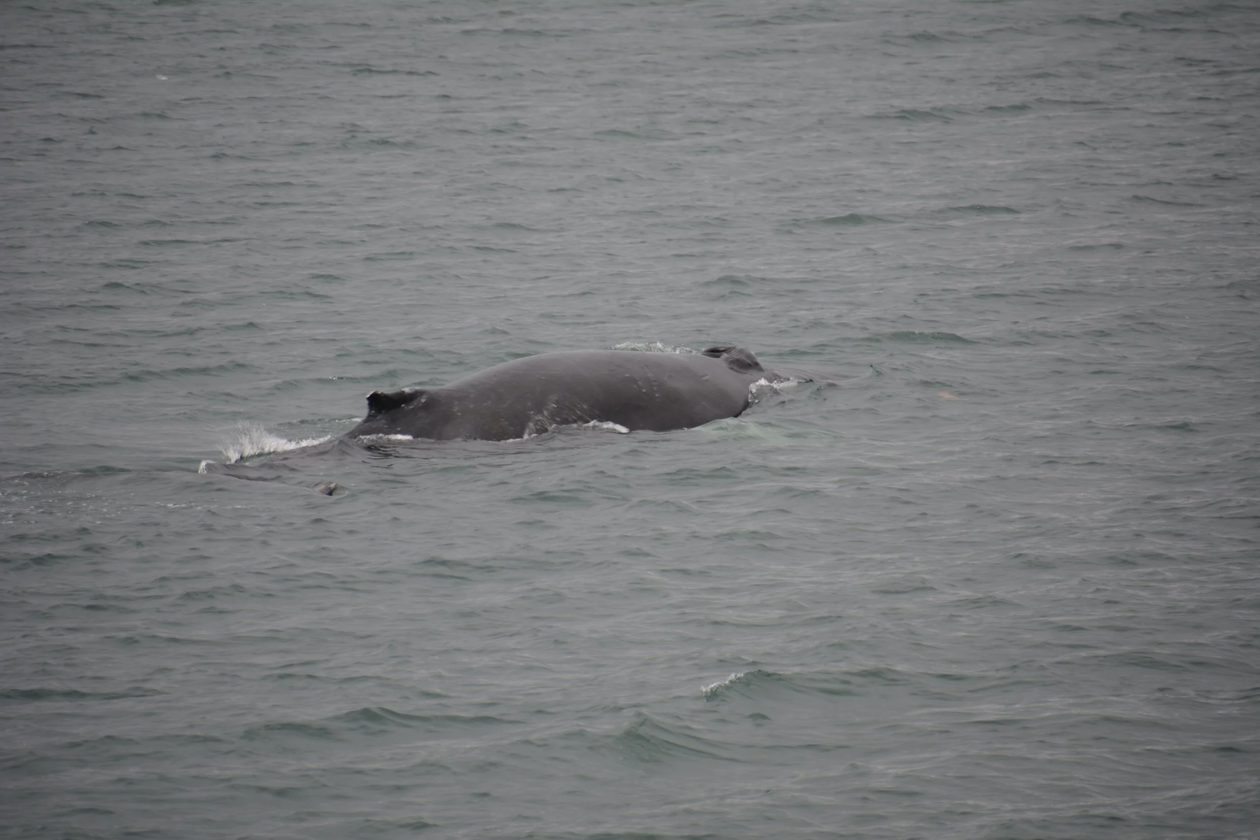 DSC_8676.JPG
