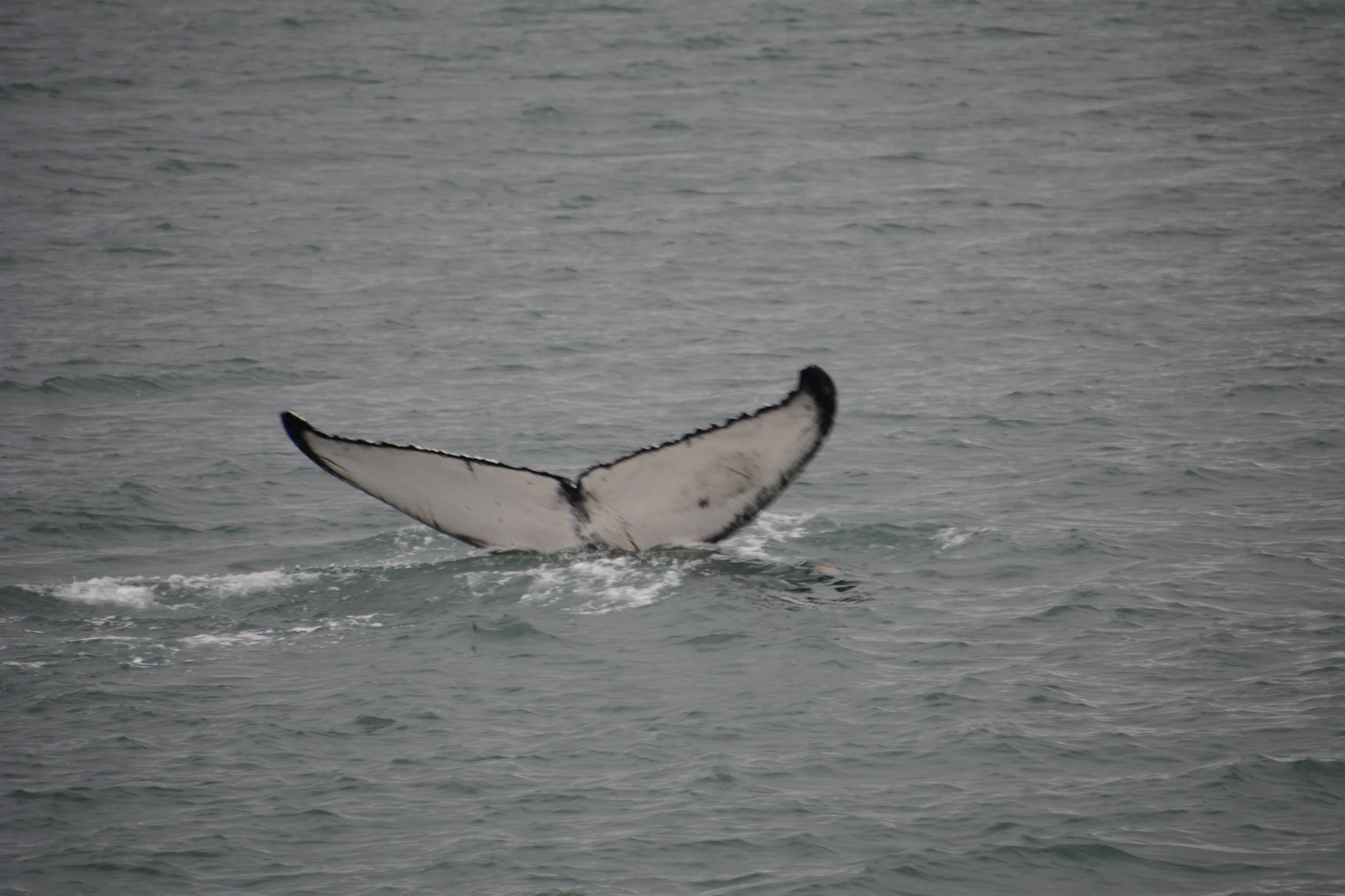 DSC_8679.JPG