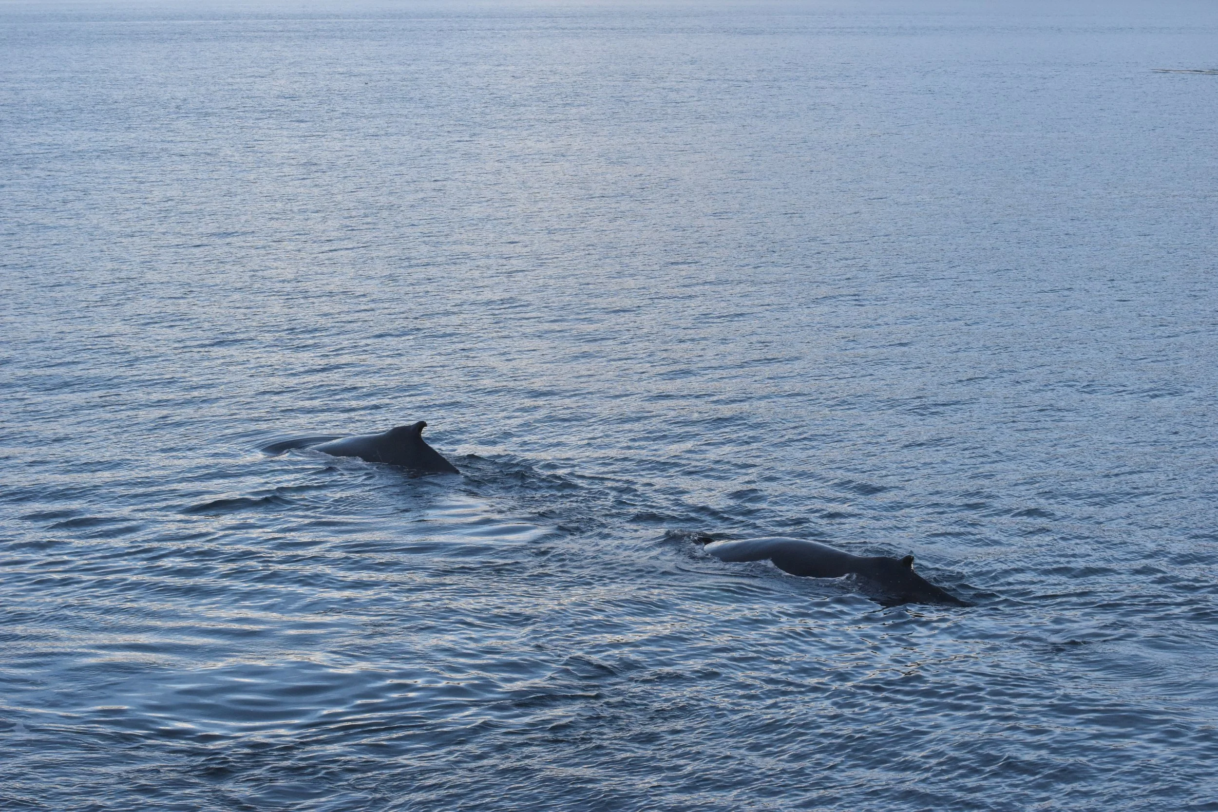 2022_11_03_1300_HOL_CHEYENNE (153).JPG