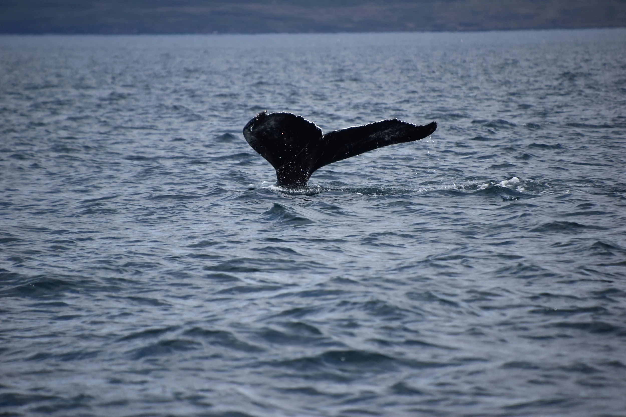 DSC_0285.JPG