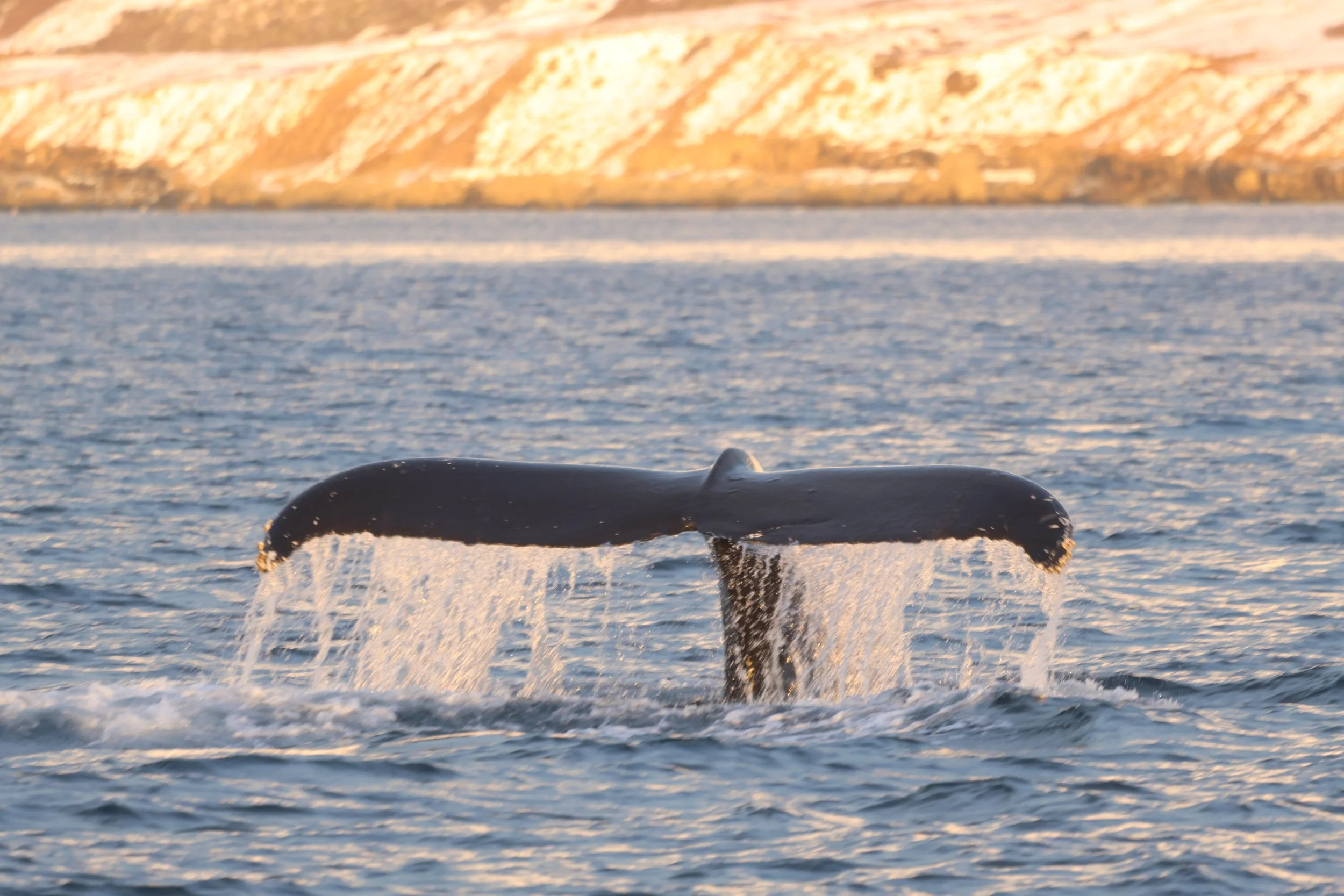 2023_11_17_1300_KON_JACOB (49).JPG