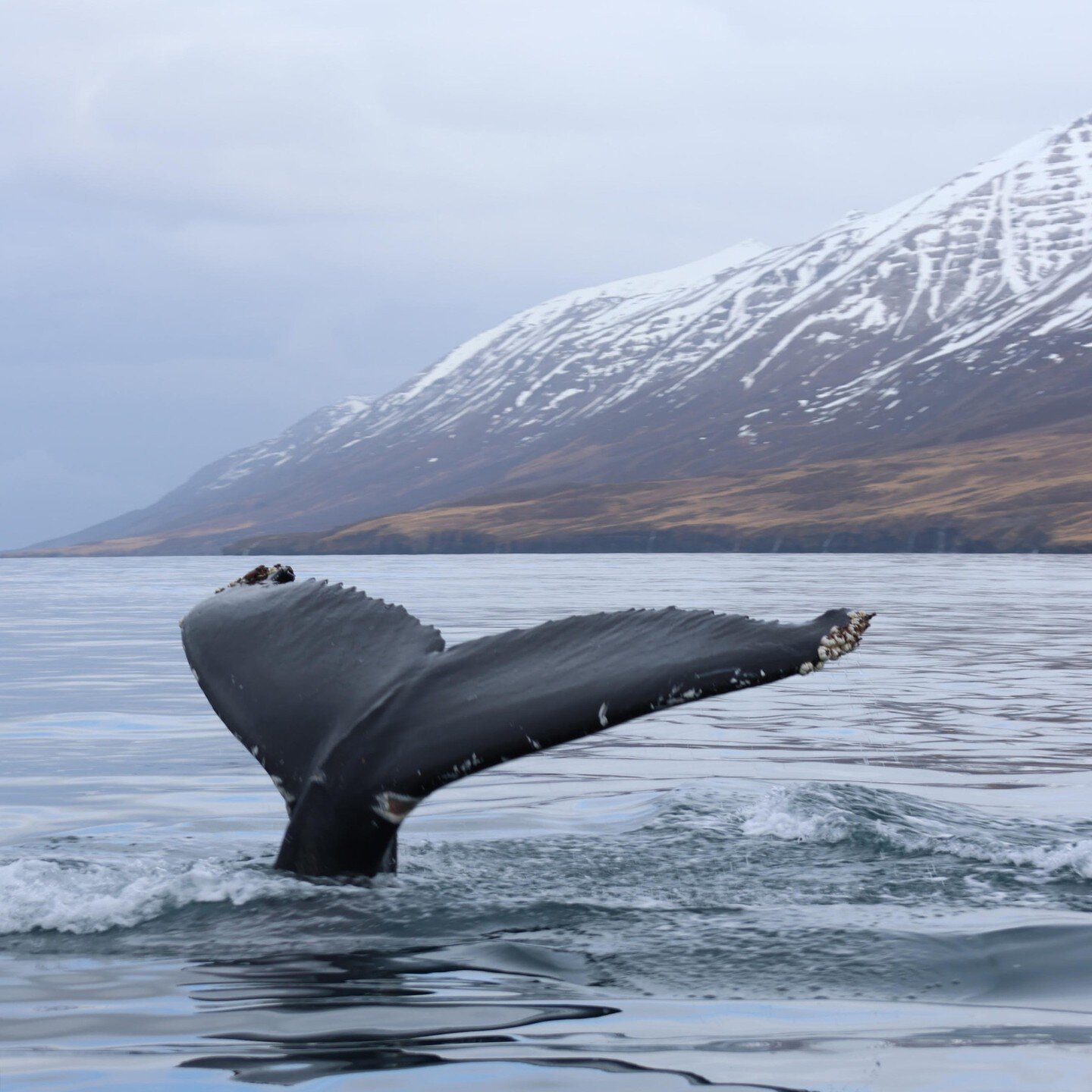 Have you ever wondered what would it be like to communicate with a whale? This winter a research team in Alaska made a groundbreaking achievement by having a 20min &quot;conversation&quot; with a Humpback whale. In response to a recorded humpback &ls