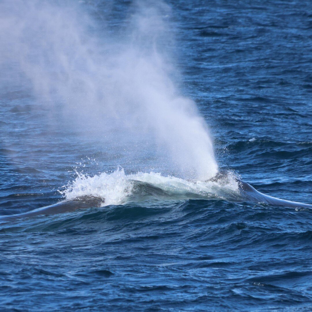 BLUE WHALE in the fjord! Last days have treated us with the most incredible sighting! Currently, we're seeing Humpback whales daily, but this special visitor came into the fjord during our tour this week and left us speachless!

📷 @cheyenne.jnssn

T