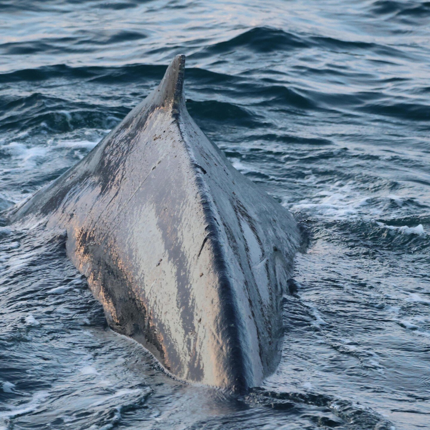 Beautiful tours today! Up close with a humpback whale in the enchanting waters of our fjord.

 #iceland #icelandicnature #icelandicwildlife #icelandicphotography #photography #nature #wildlife #elding #sailing #ocean #sea #whale #whales #humpbacks #h