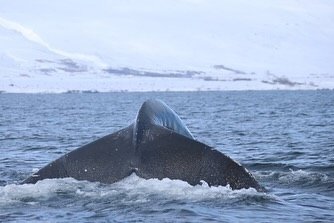 Fluke after fluke, yesterday we saw at least 3 humpback whales just outside of Akureyri! 🐋

📷 @macmurfitt 

#iceland #northiceland #travel #traveldestination #icelandtravel #flynorth #humpbackwhales #winter #travelgoals #traveling #getoutthere #ice