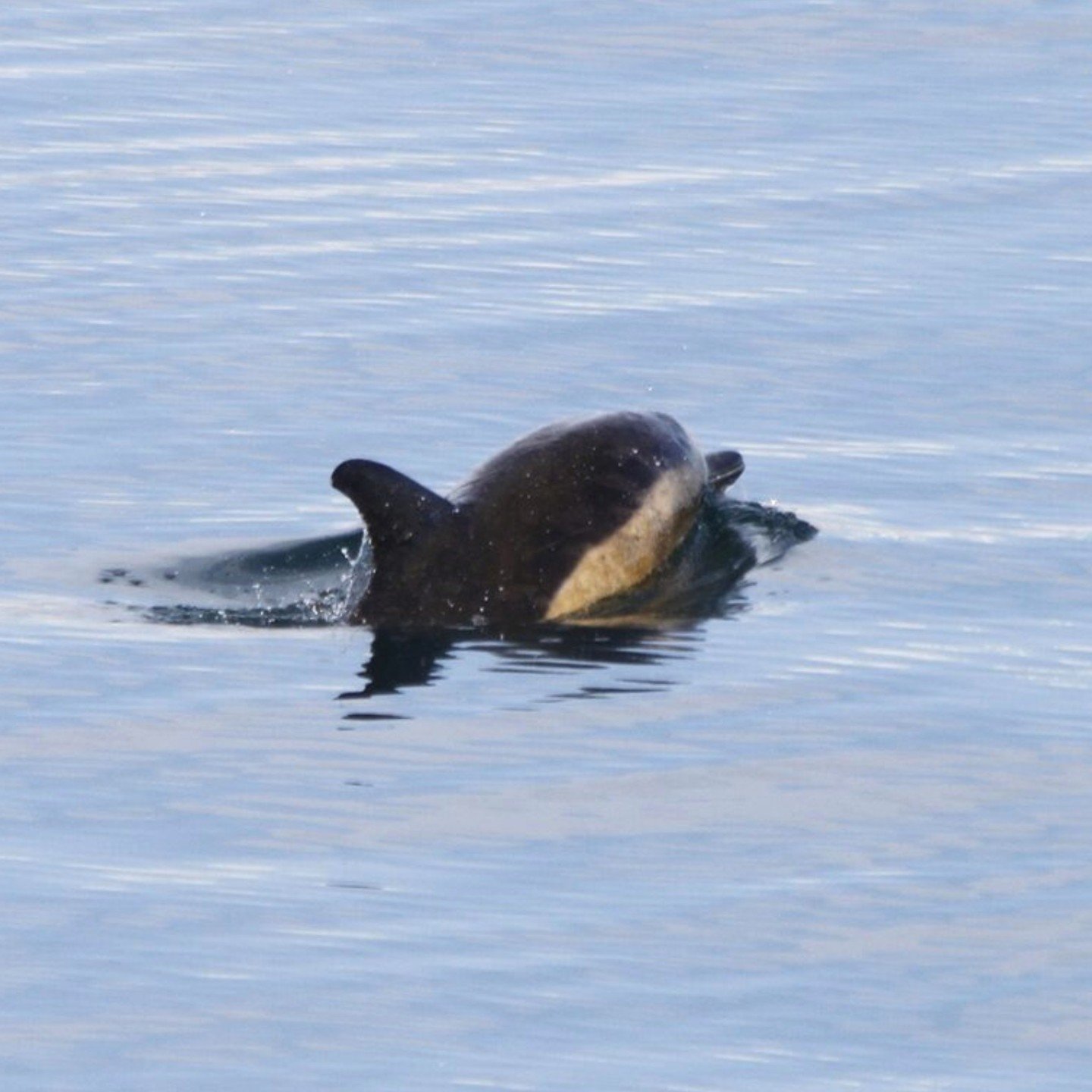 SHORT BEAKED COMMON DOLPHIN IN THE FJORD!!
Breaking news from our fjord with the sighting of a very rare species in Icelandic waters! 

Short-beaked common dolphins are one of the most present and familiar dolphins in the world. They are very social 