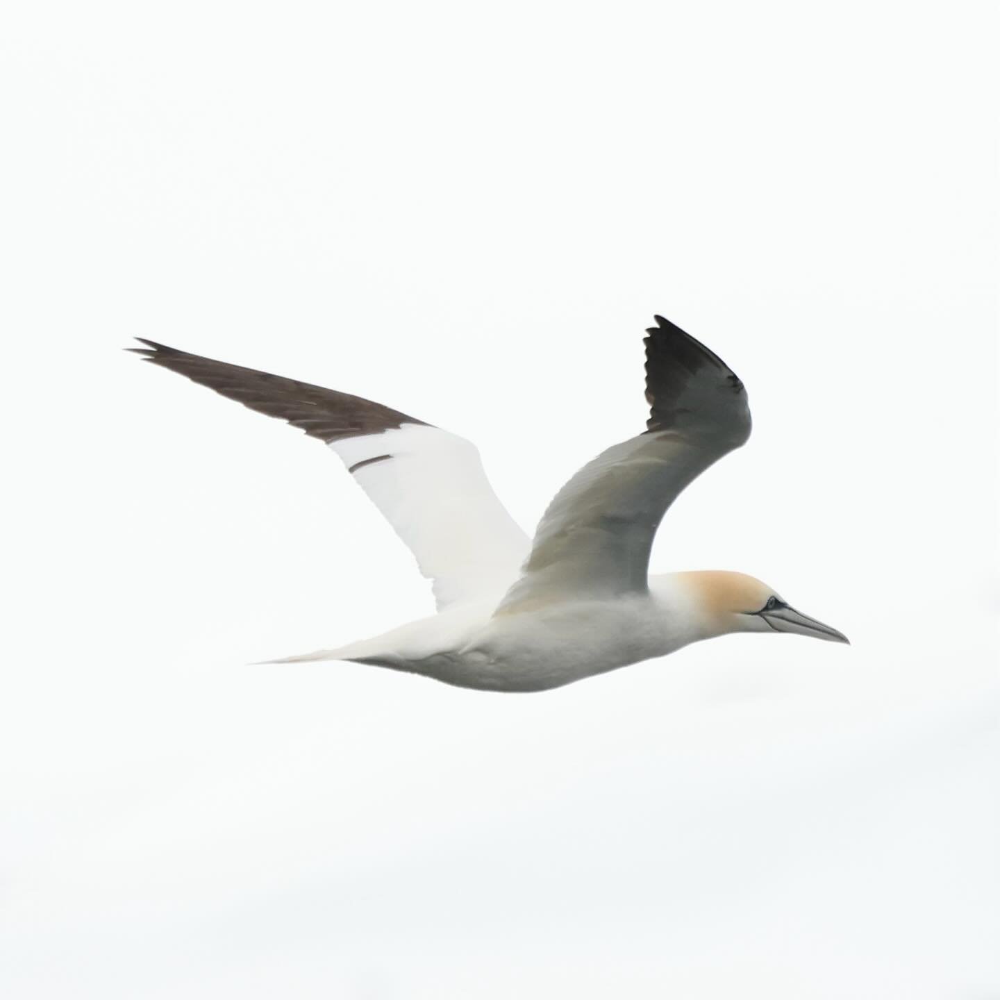 Gannets are back! 
Northern Gannets are the largest diving birds in Iceland, their wing span can reach 180cm and they can reach the speed of 100km/h when diving to seek for food. Nature equipped them with what could be compared to an airbag around th
