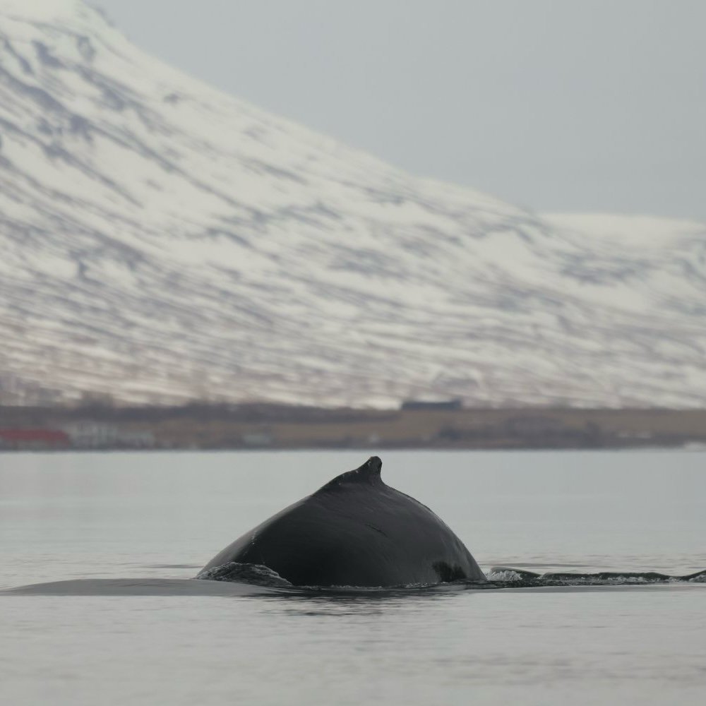 Watching these gentle animals in peaceful sea conditions and windless weather is a priceless experience. This beautiful picture was taken on one of our recent tours this week. 100% sighting success continues! 

 #iceland #icelandicnature #icelandicwi