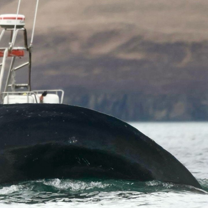 How close whales can come to our boats? Part.1 

📷 Mac

 #iceland #icelandicnature #icelandicwildlife #icelandicphotography #photography #nature #wildlife #elding #sailing #ocean #sea #whale #whales #humpbacks #humpbackwhales #icelandic #naturephoto