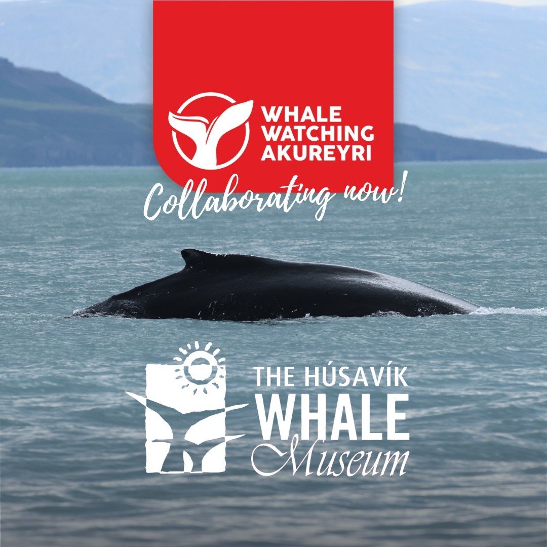 We are excited to share that we are now collaborating with Husavik Whale Museum and all our passengers can receive 20% discount on entrance tickets to the museum! 

Is it worth it? Absolutely! In Husavik whale museum you can see a full scale skeleton