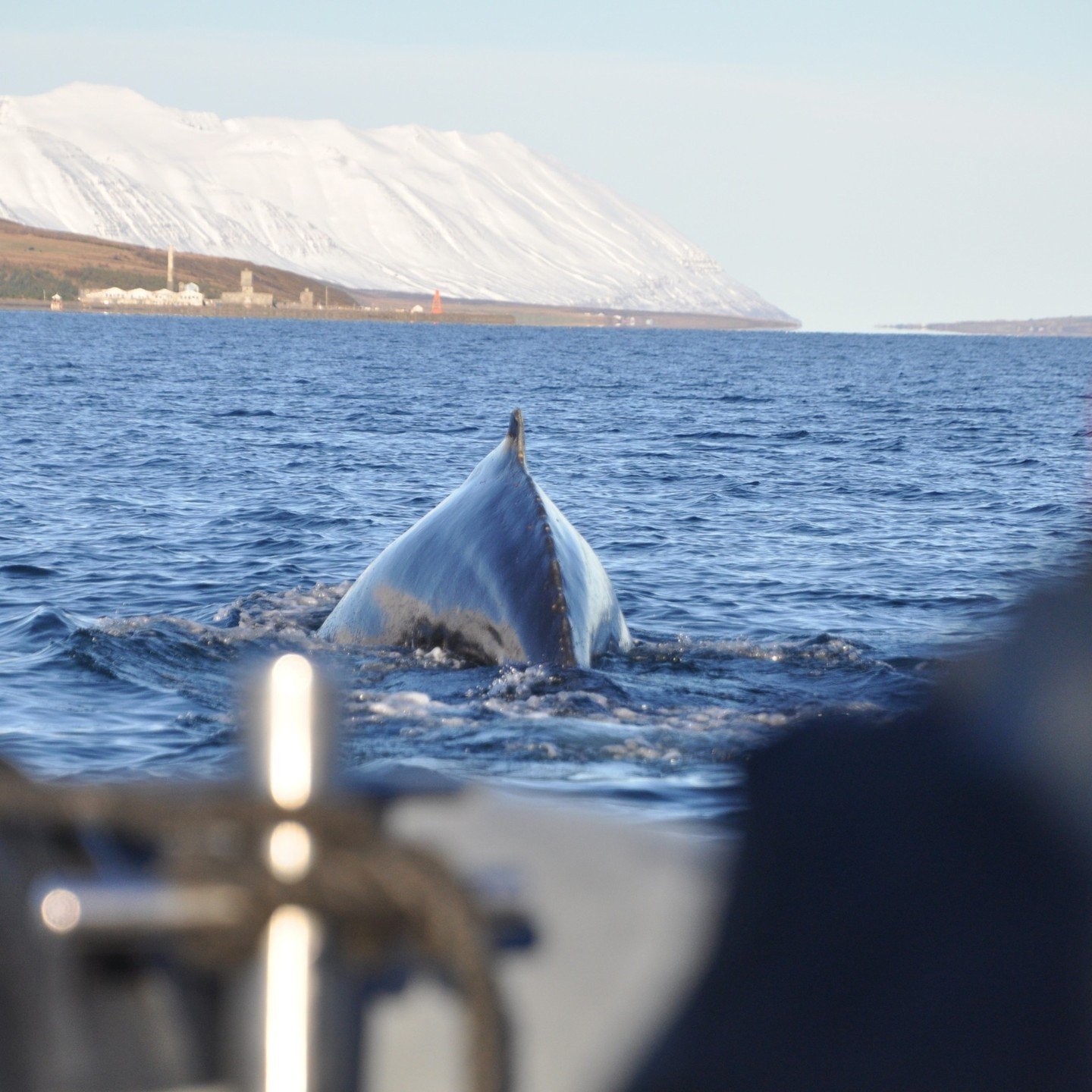 Sunny days in the fjord! the summer seems temperatures seem to be just around the corner and we can observe how lively the fjord becomes! 100% sighting success continues! Humpback whales on all our tours!

 #iceland #icelandicnature #icelandicwildlif