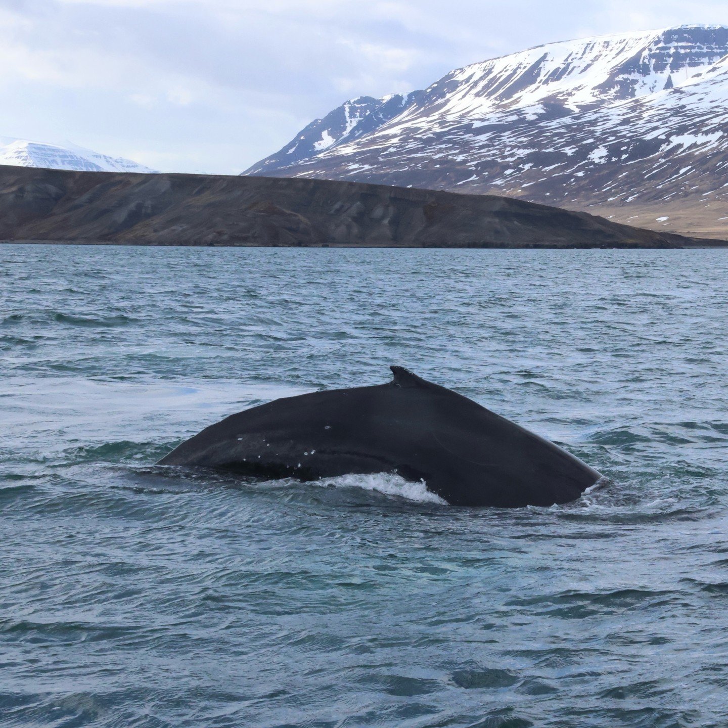 Jonna is lately outdoing herself with her wildlife photography - here is a Humpback whale passing by our boat! Jonna&rsquo;s recent tours had magical encounters with whales curiously coming to the boats or swimming parallel with us. Simply unforgetta