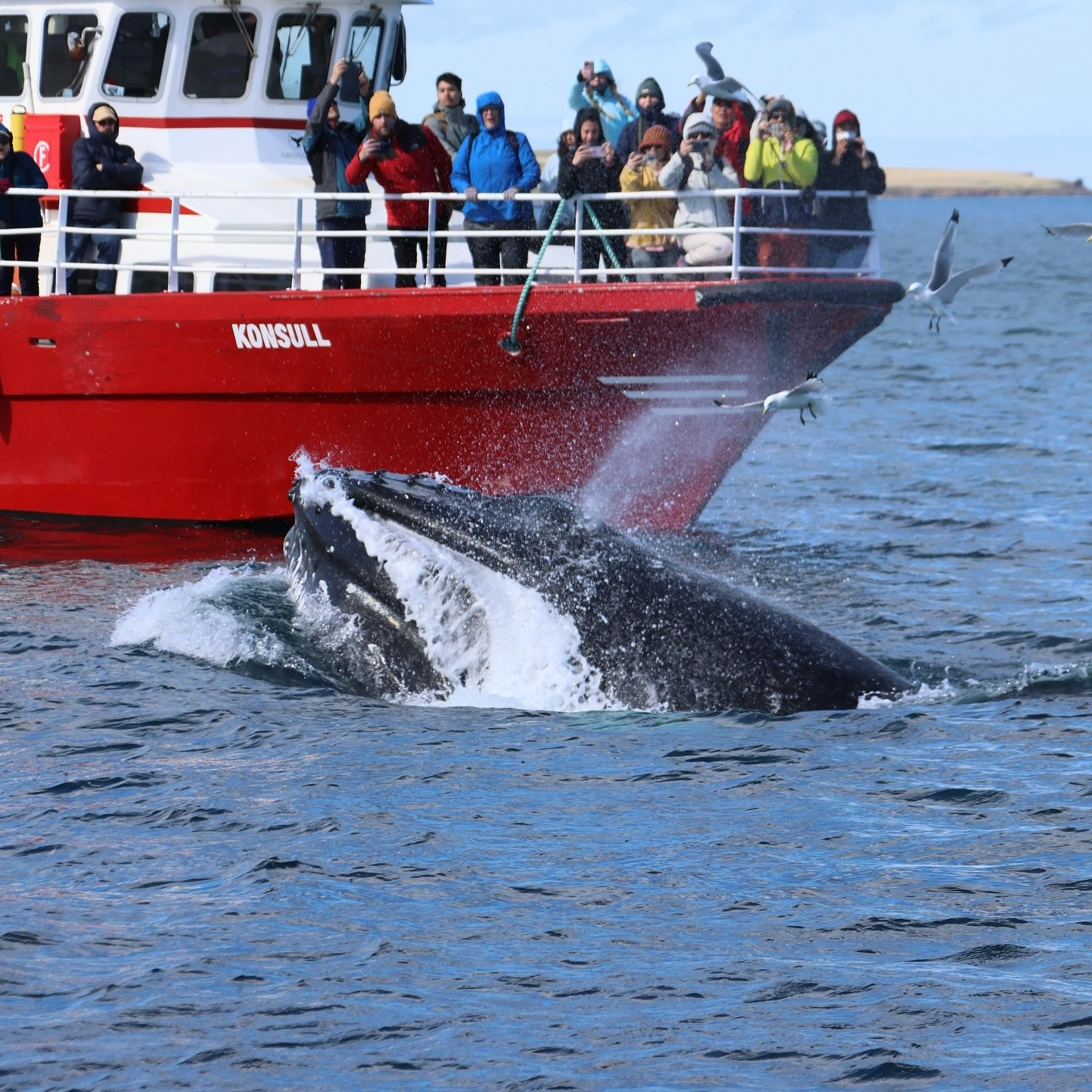 These incredible pictures were taken on our tours yesterday by amazing @lenka.horvathova.14 

May has been full of unforgettable encounters, we&rsquo;ve been seeing humpback whales on all our tours, daily! It&rsquo;s a fantastic time to join us saili