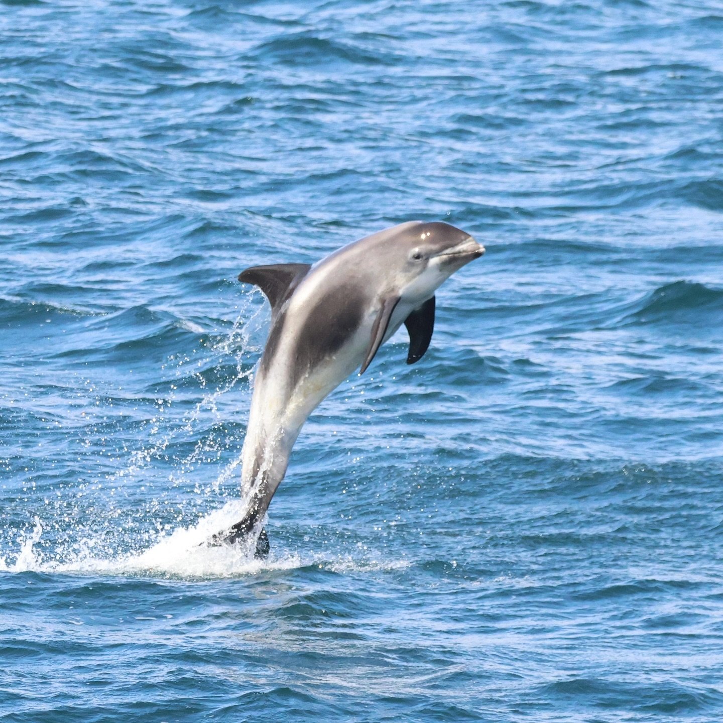 Dolphinately fantastic tours in the fjord! Recent days have been nothing but amazing and these beautiful pictures of a happy white-beaked dolphin have been taken on our Sunday tours by Jacob @jcbpnznr 
Humpback whales, Minke whales and dolphins on on