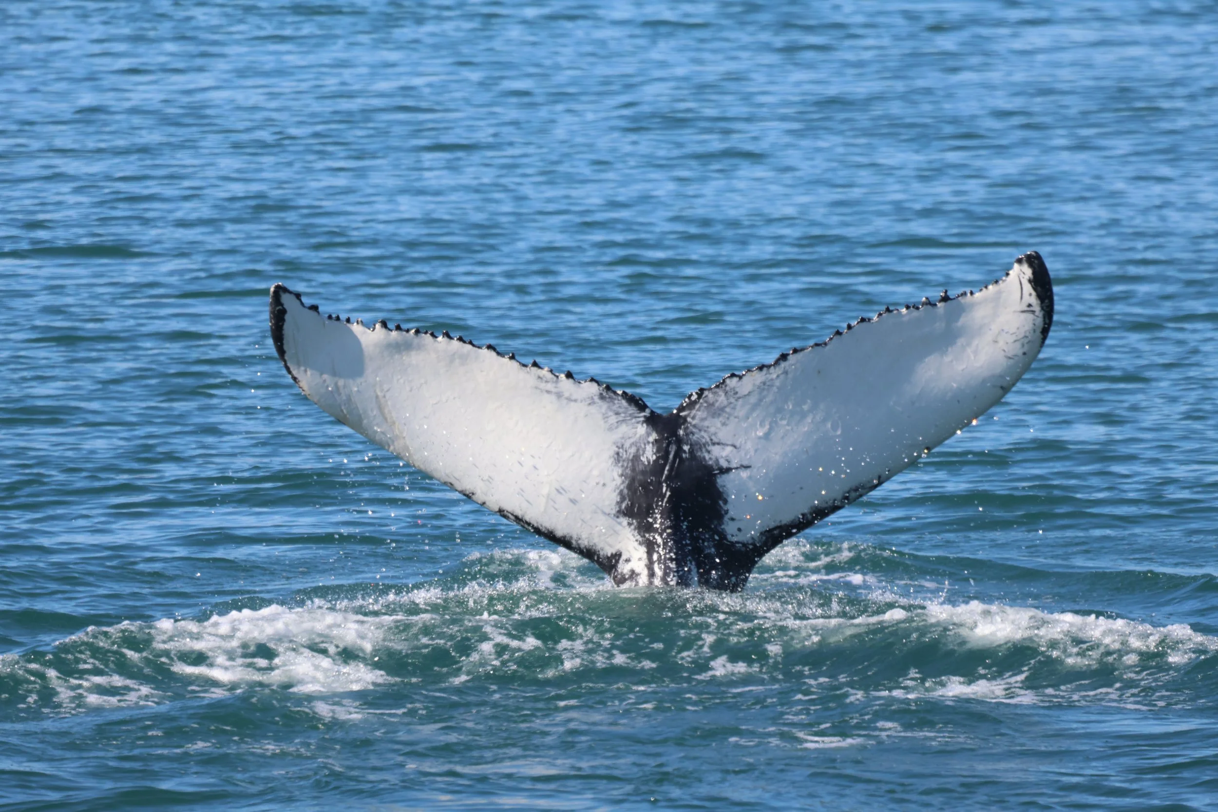 2024_07_08_0900_AMB_JACOB (10).JPG